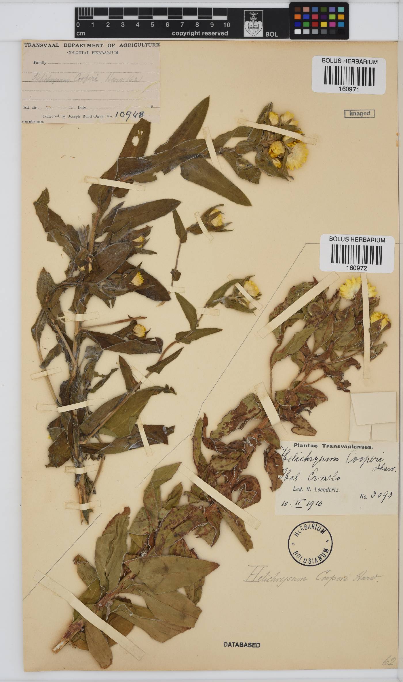 Helichrysum cooperi image