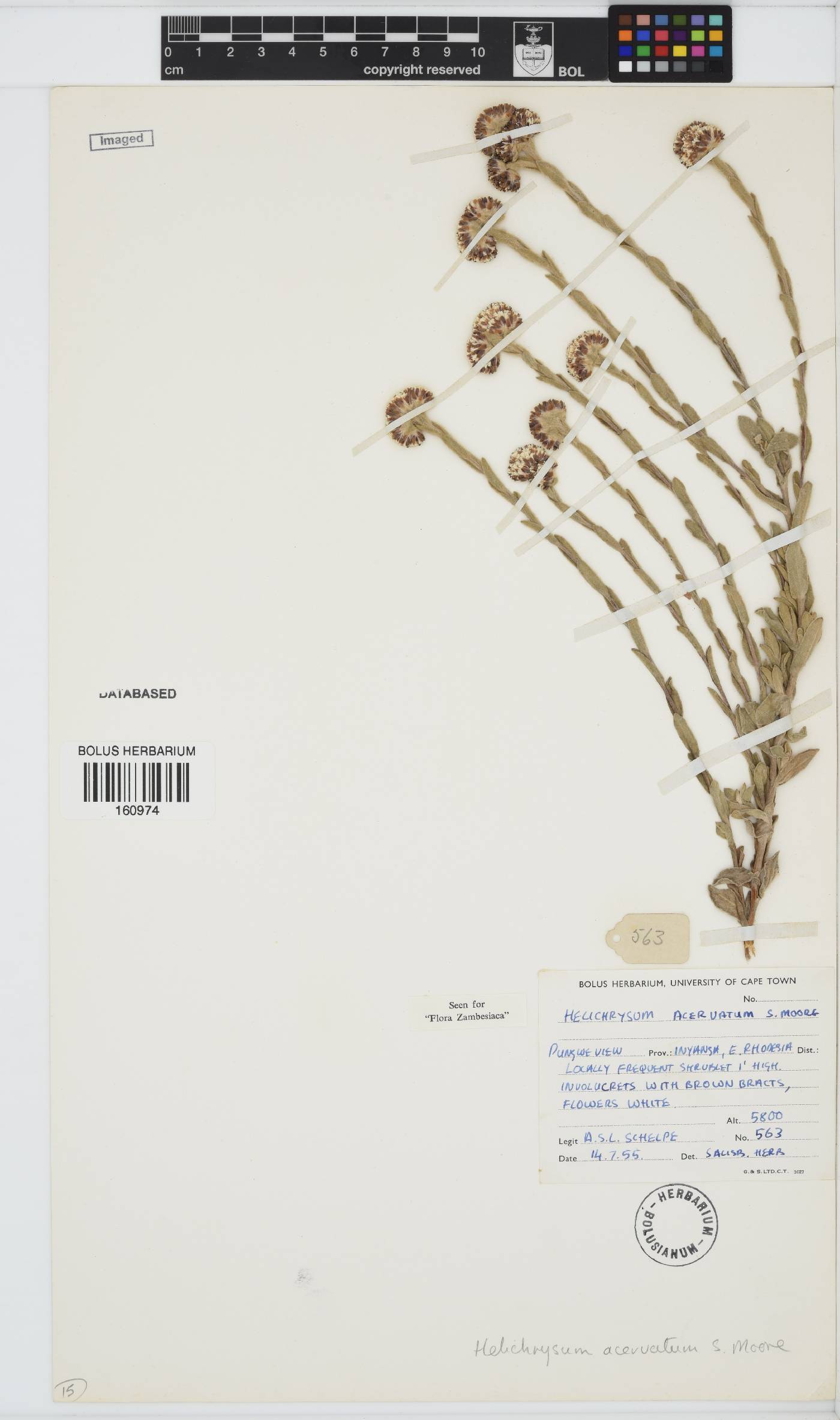 Helichrysum acervatum image