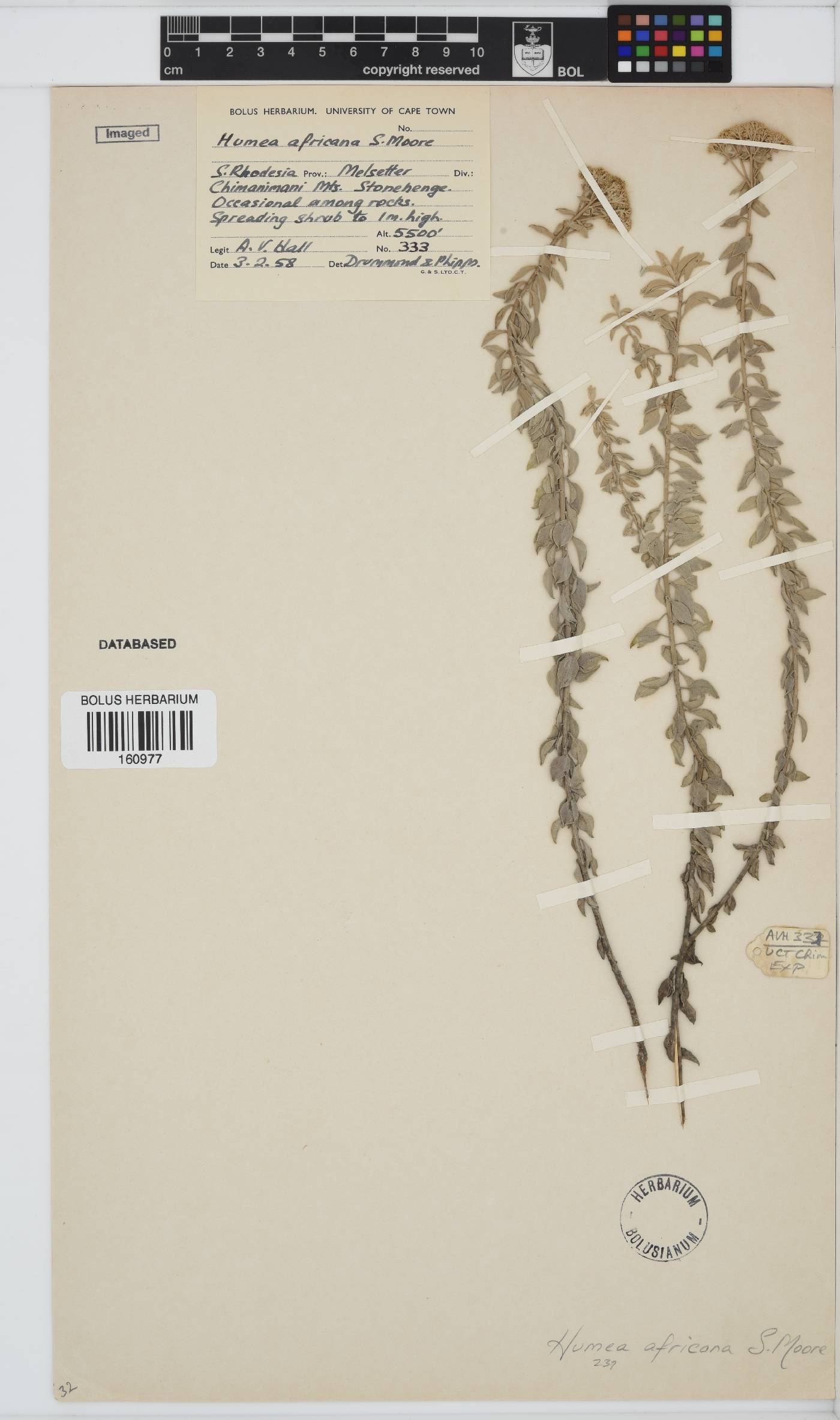 Calomeria africana image
