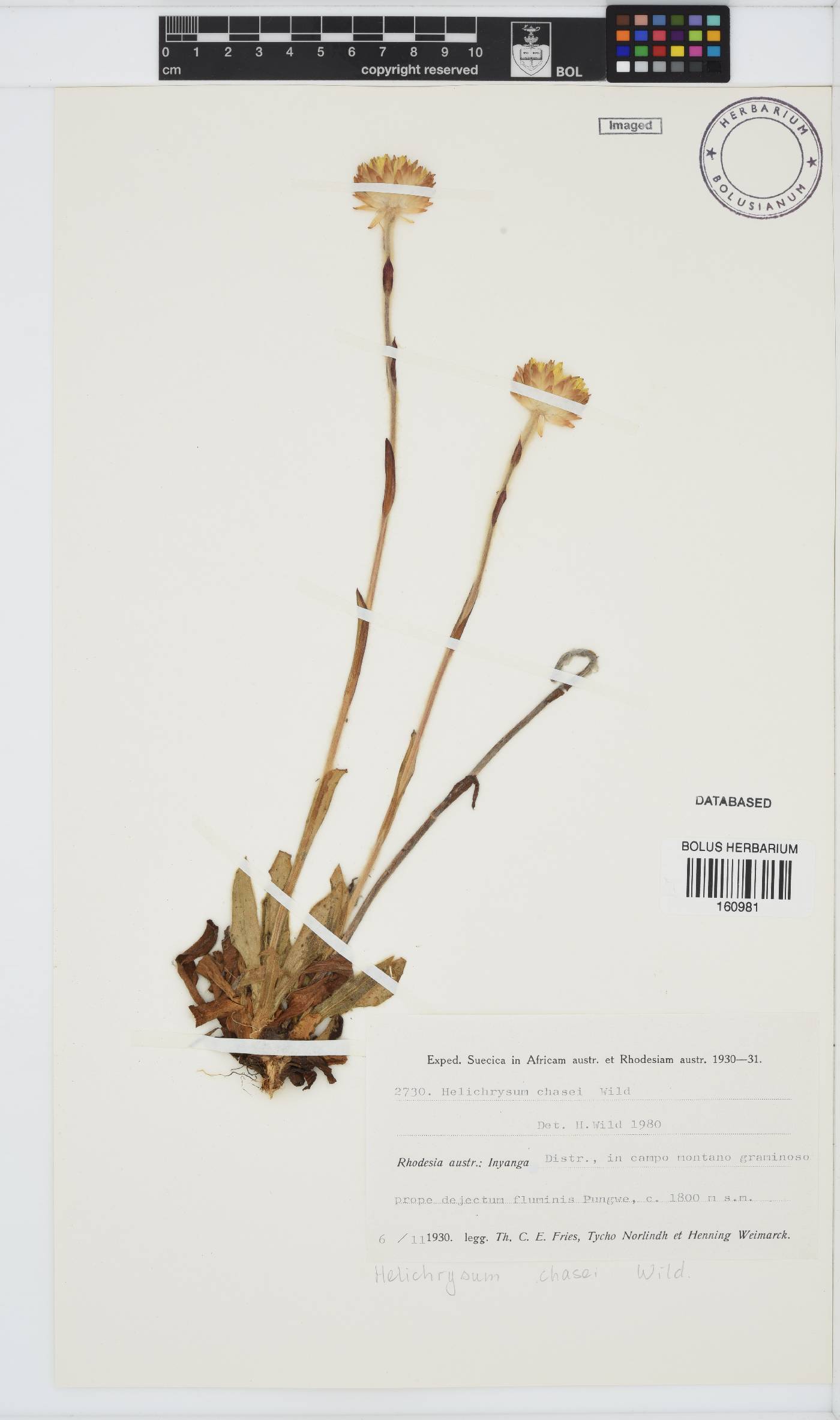 Helichrysum chasei image
