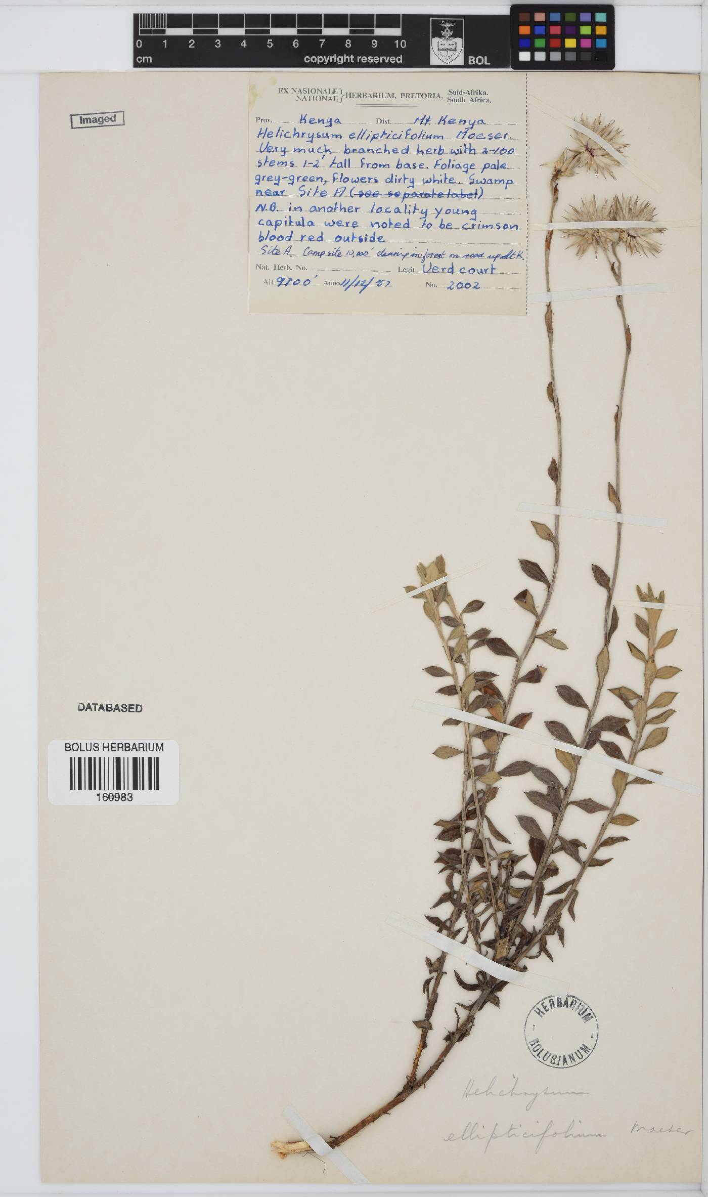 Helichrysum ellipticifolium image