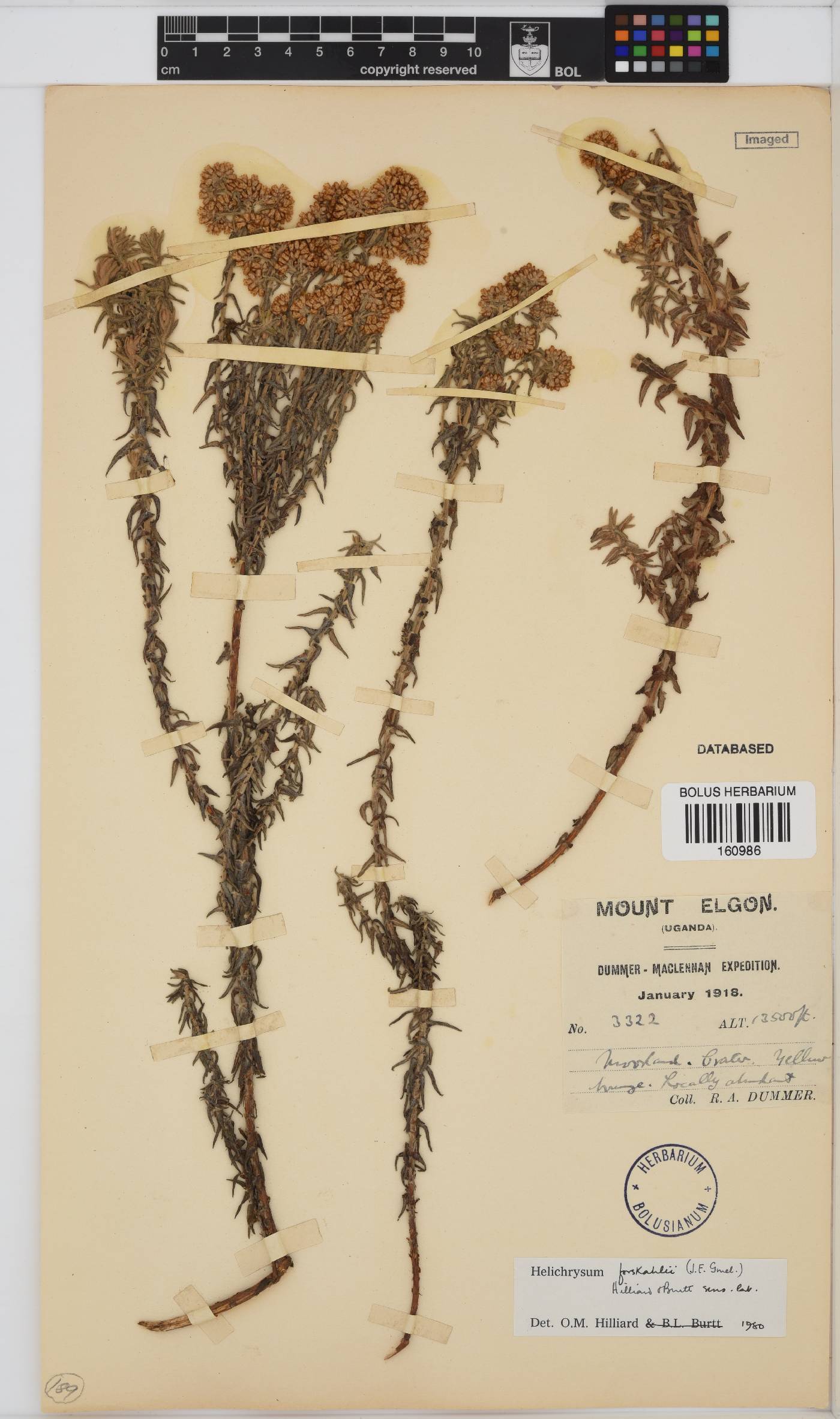 Helichrysum forskahlii image