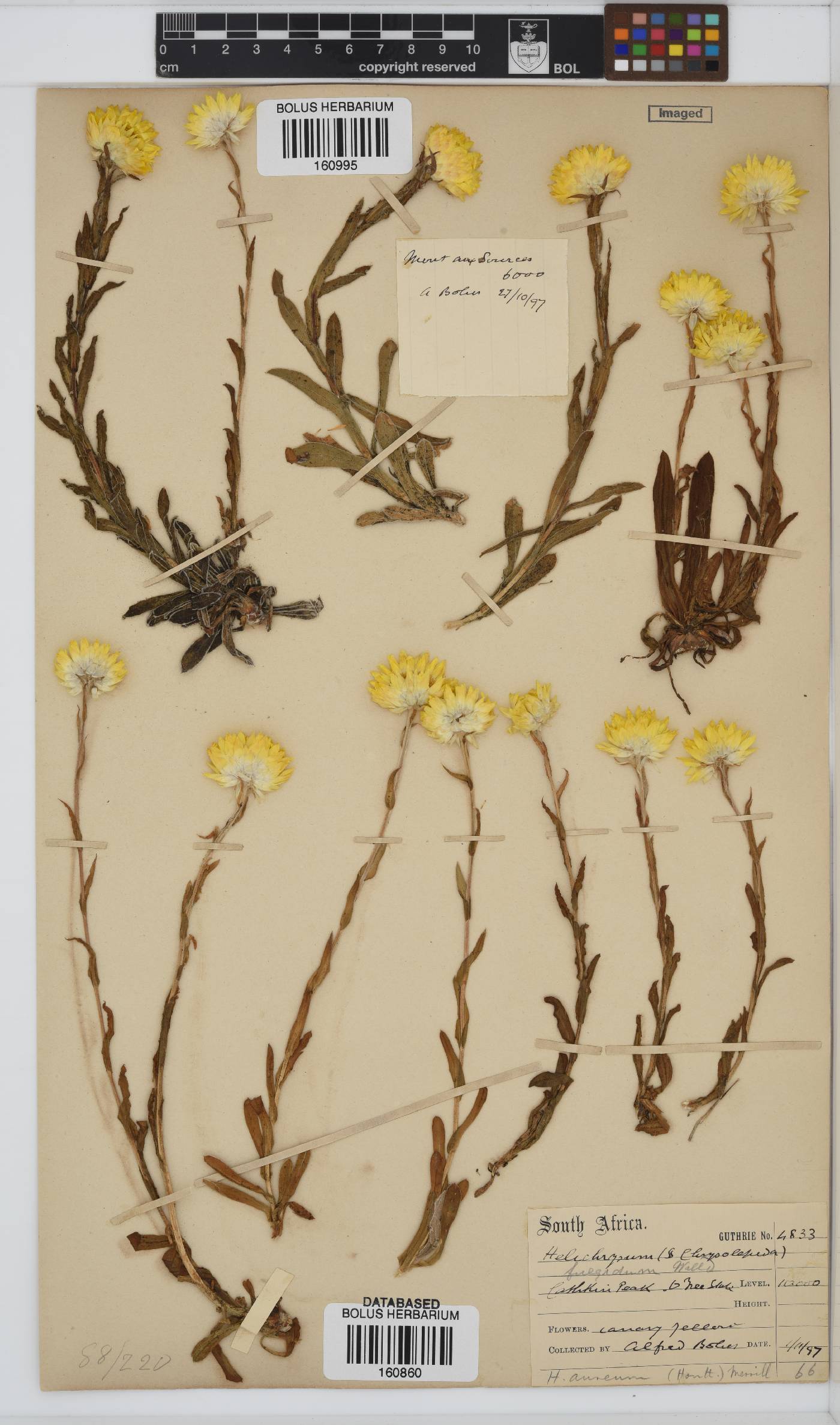 Helichrysum aureum image