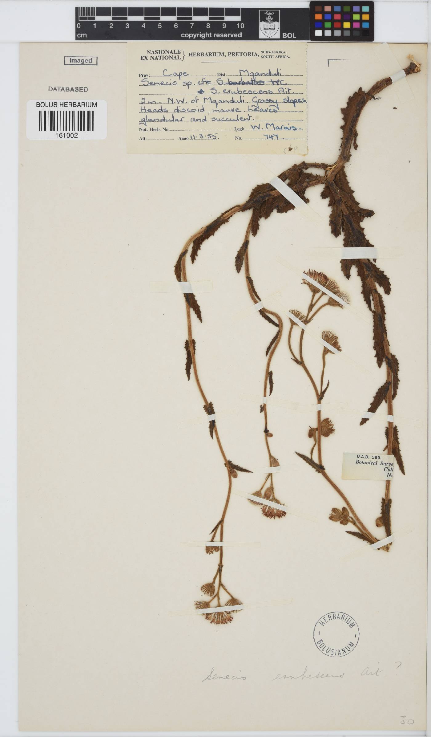 Senecio erubescens image