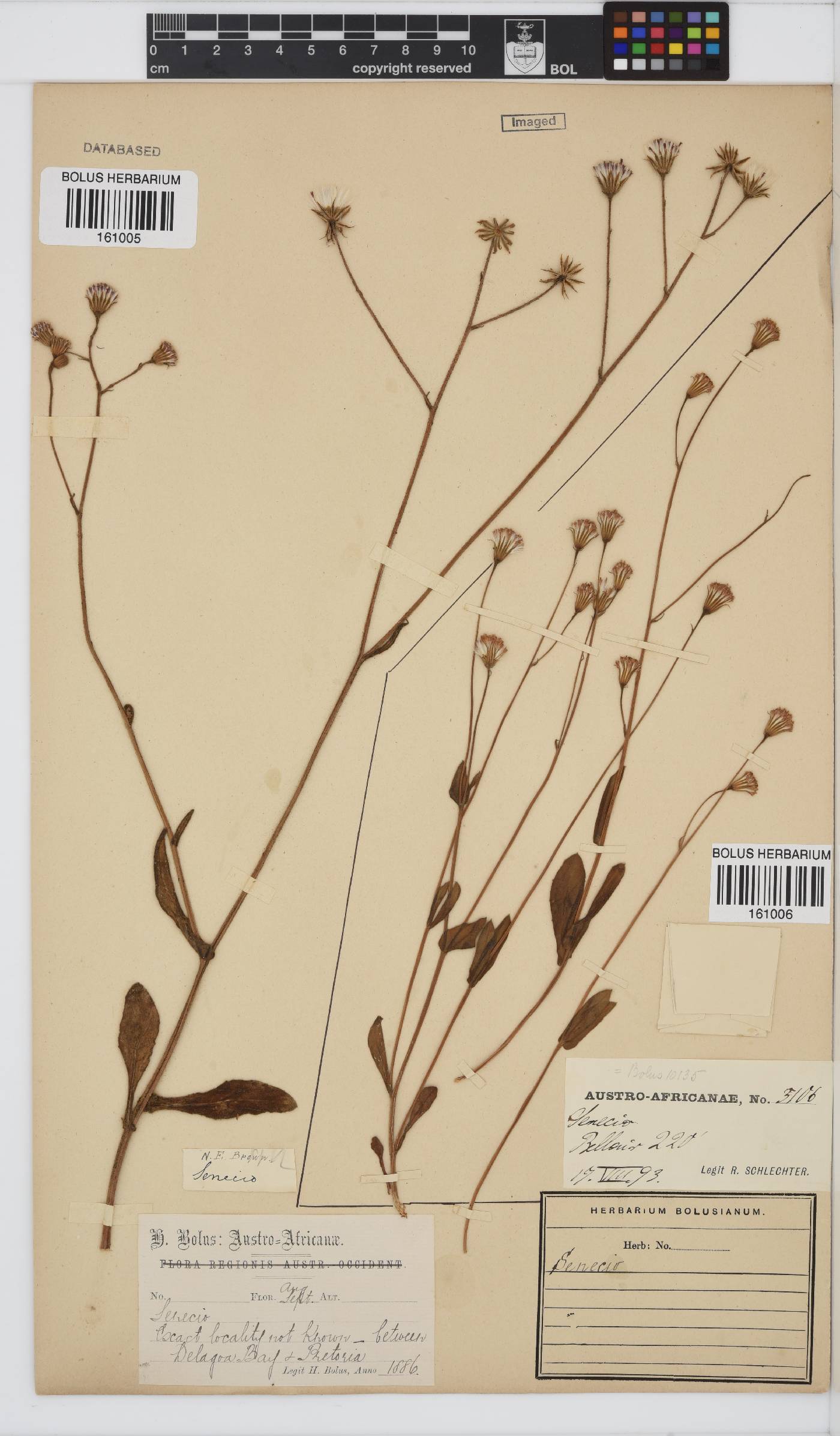 Senecio erubescens image