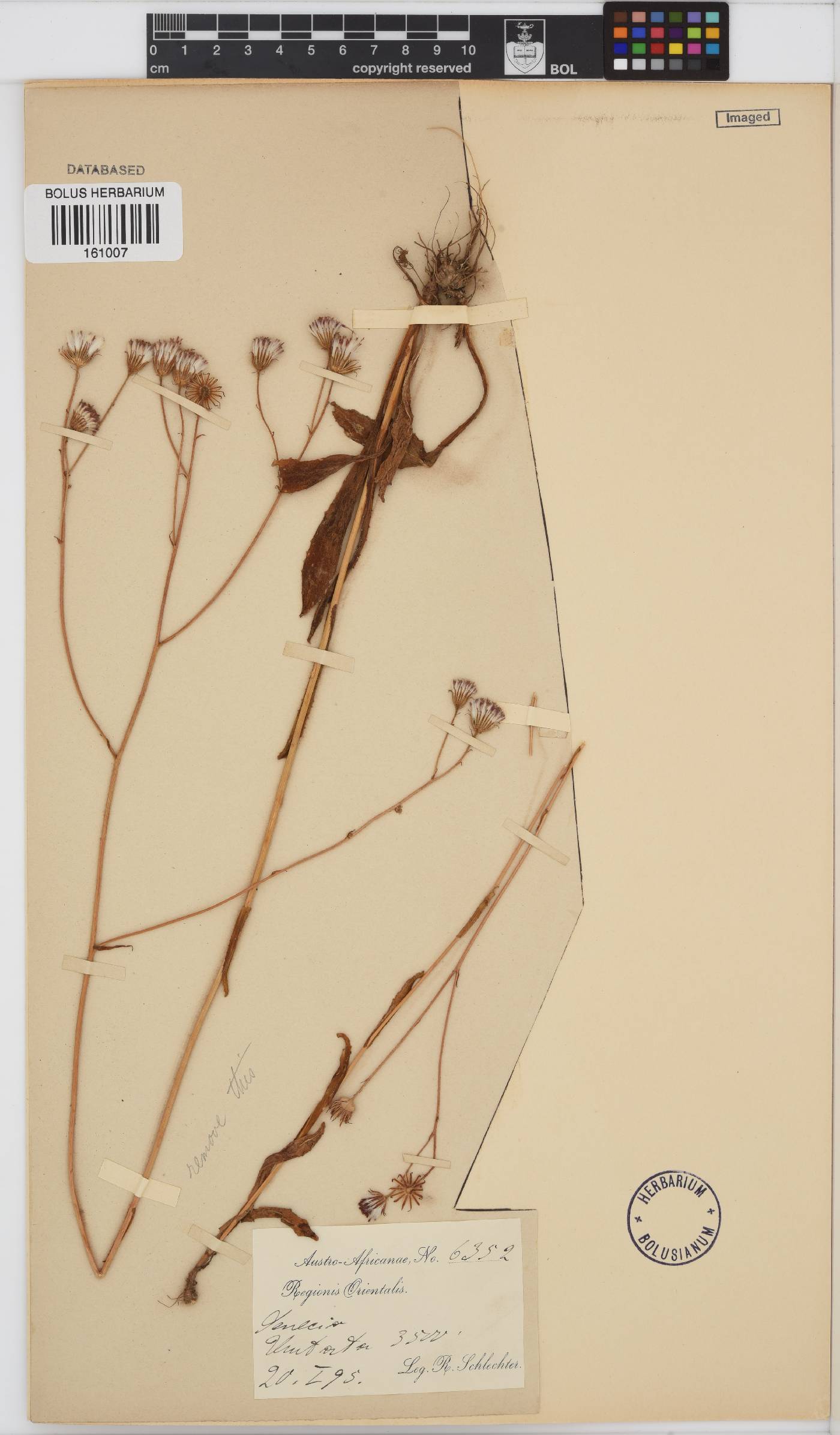Senecio erubescens image