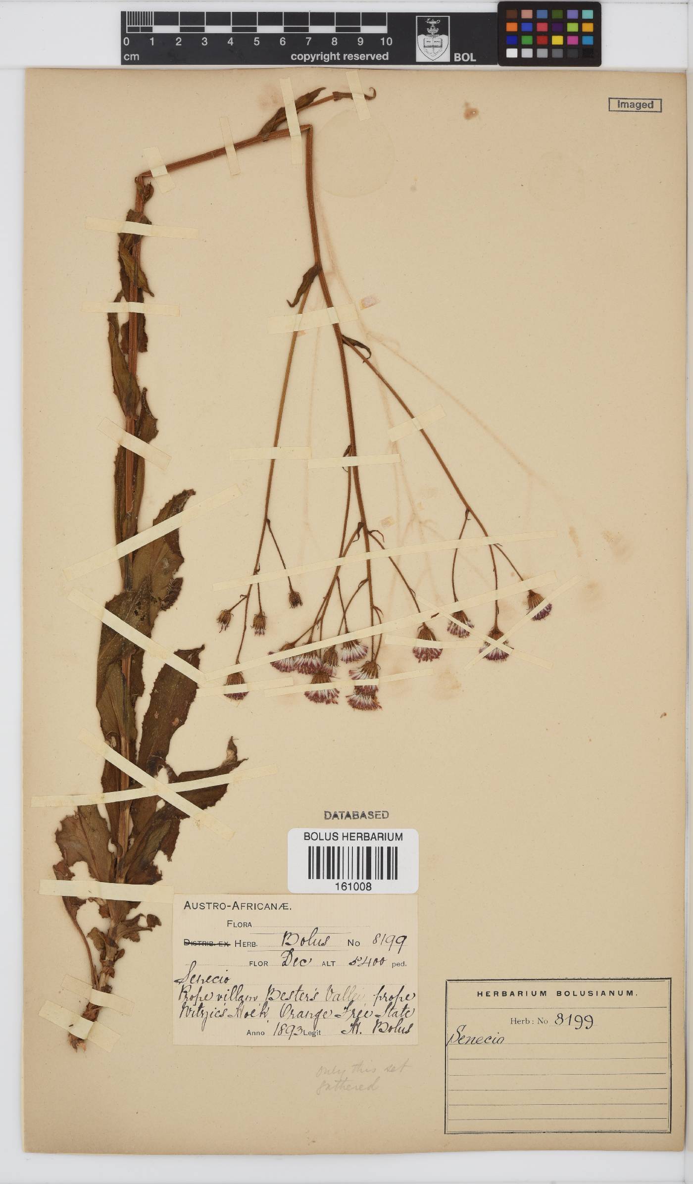 Senecio erubescens image