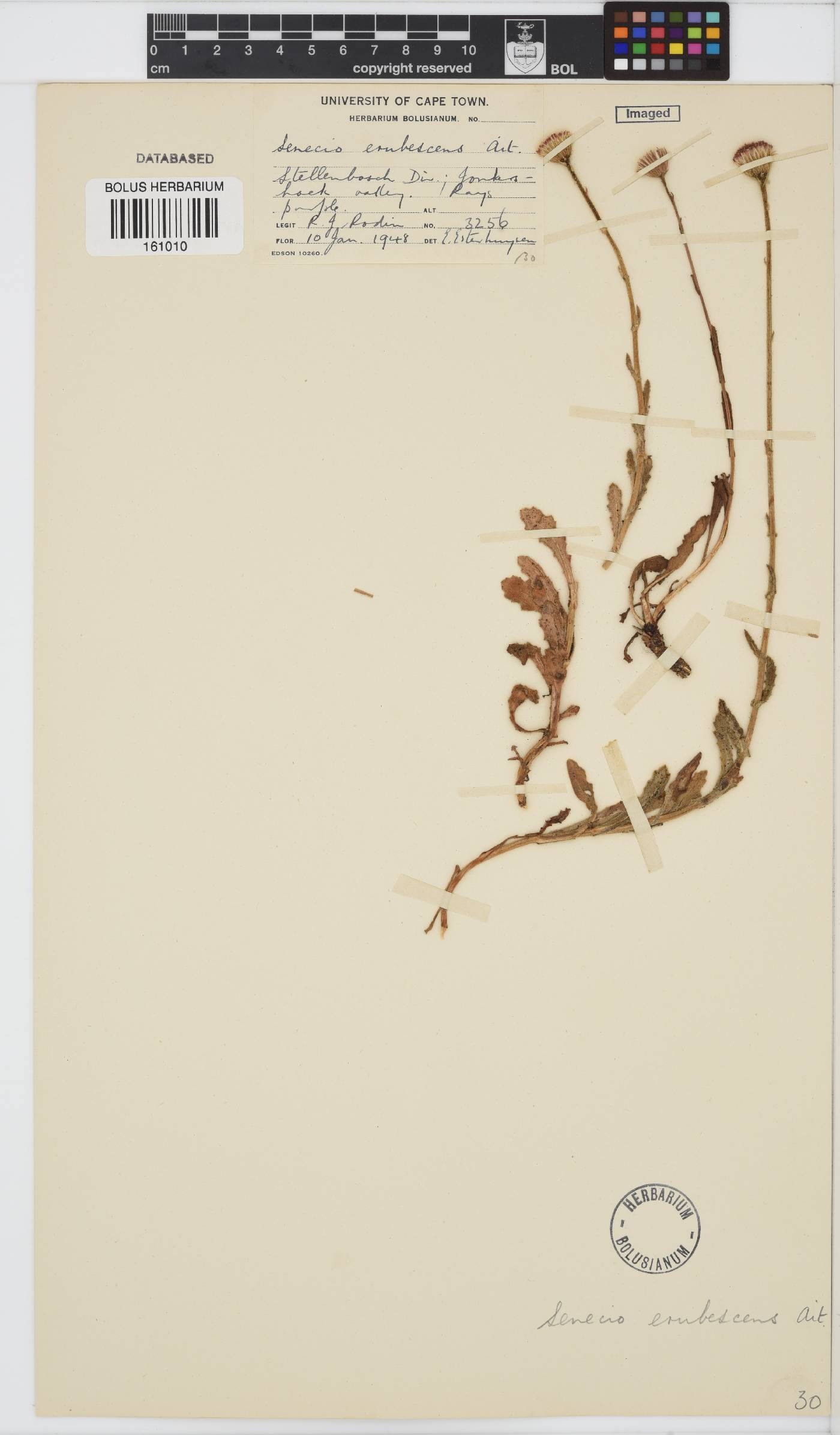 Senecio erubescens image
