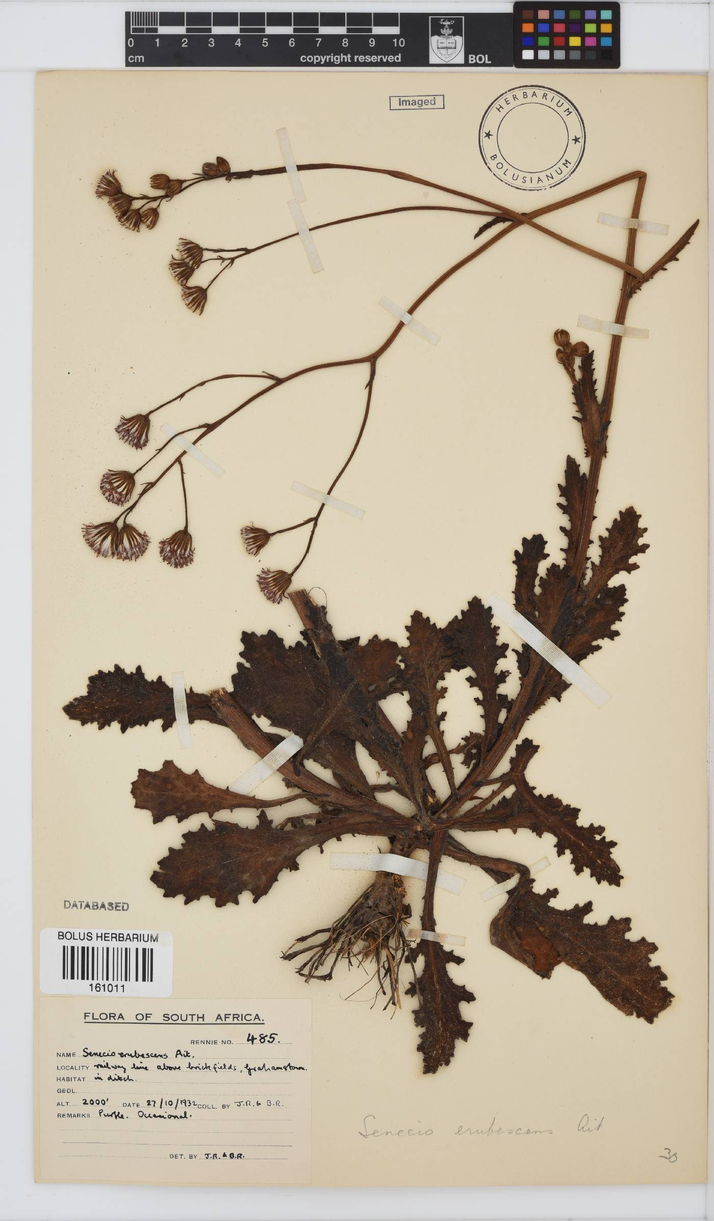 Senecio erubescens image