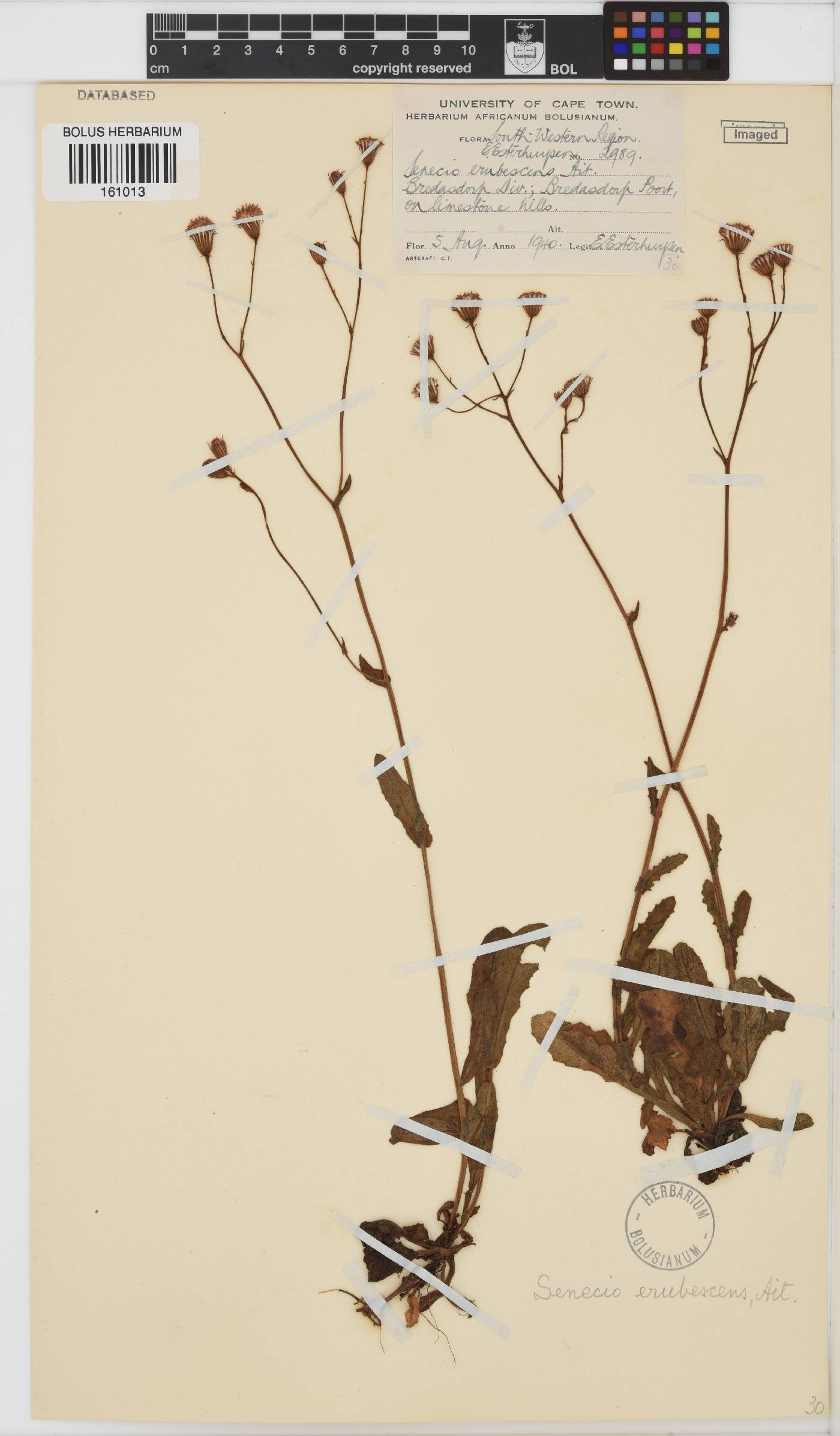 Senecio erubescens image