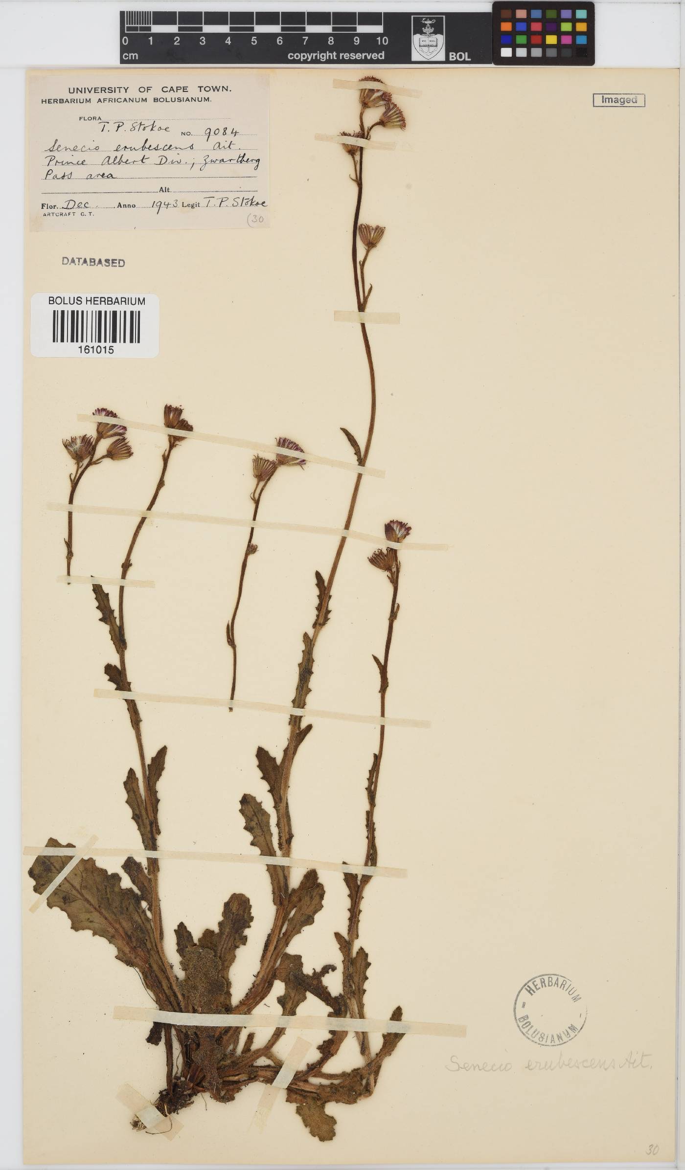 Senecio erubescens image