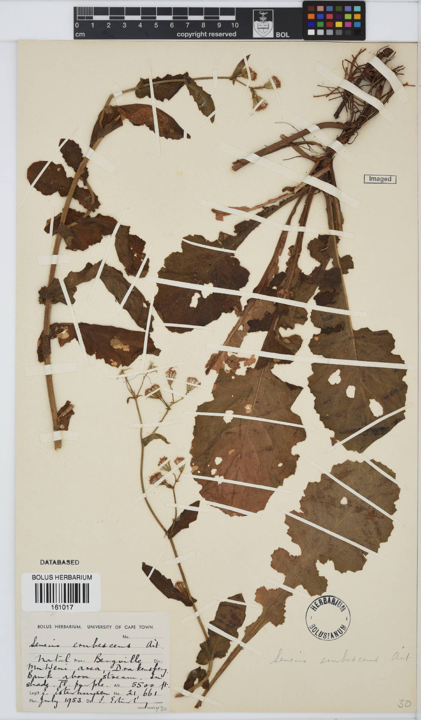 Senecio erubescens image