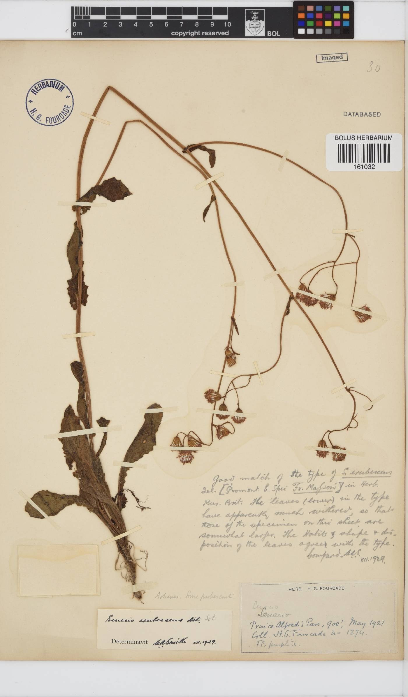 Senecio erubescens image