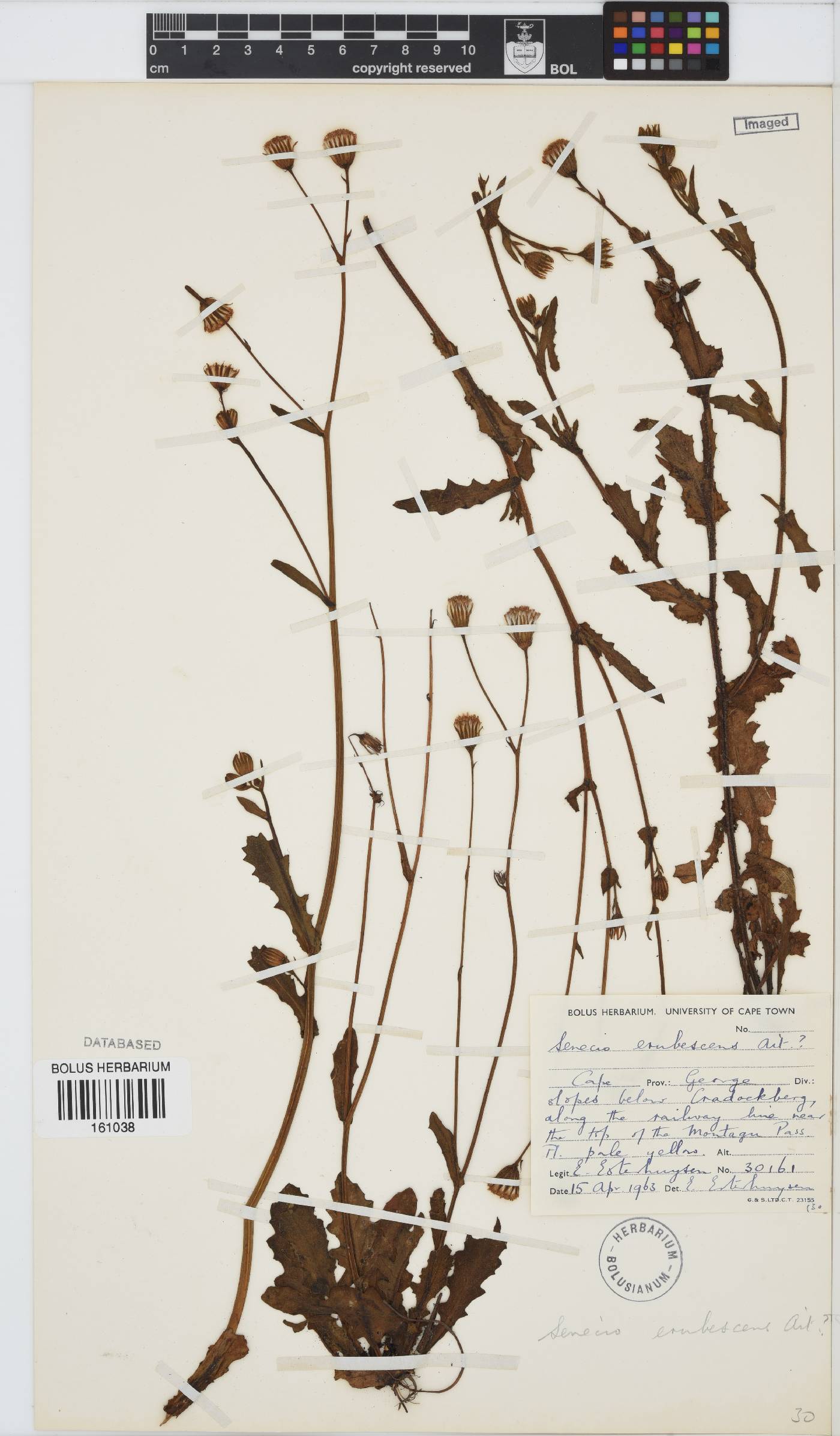 Senecio erubescens image