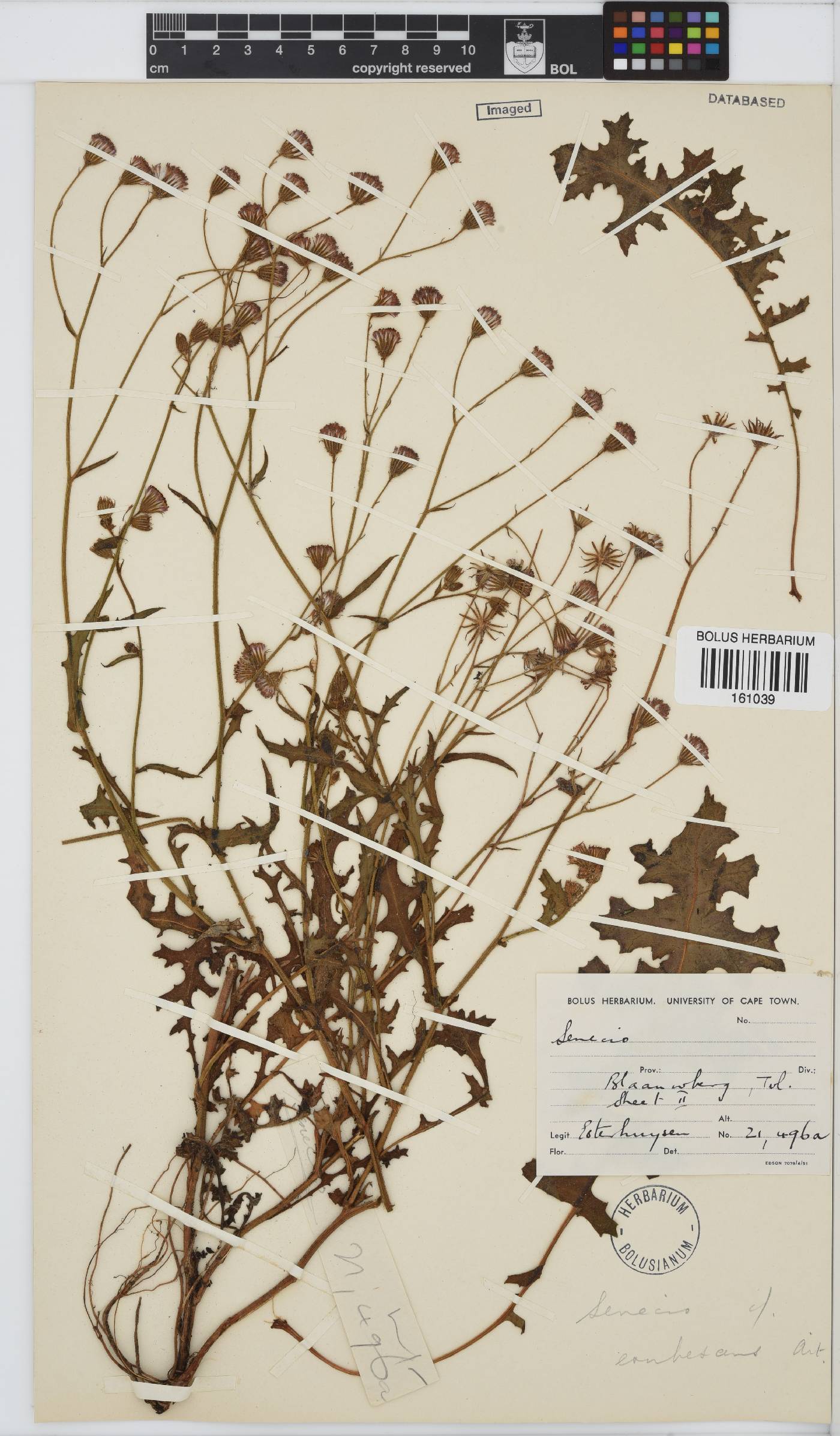 Senecio erubescens image