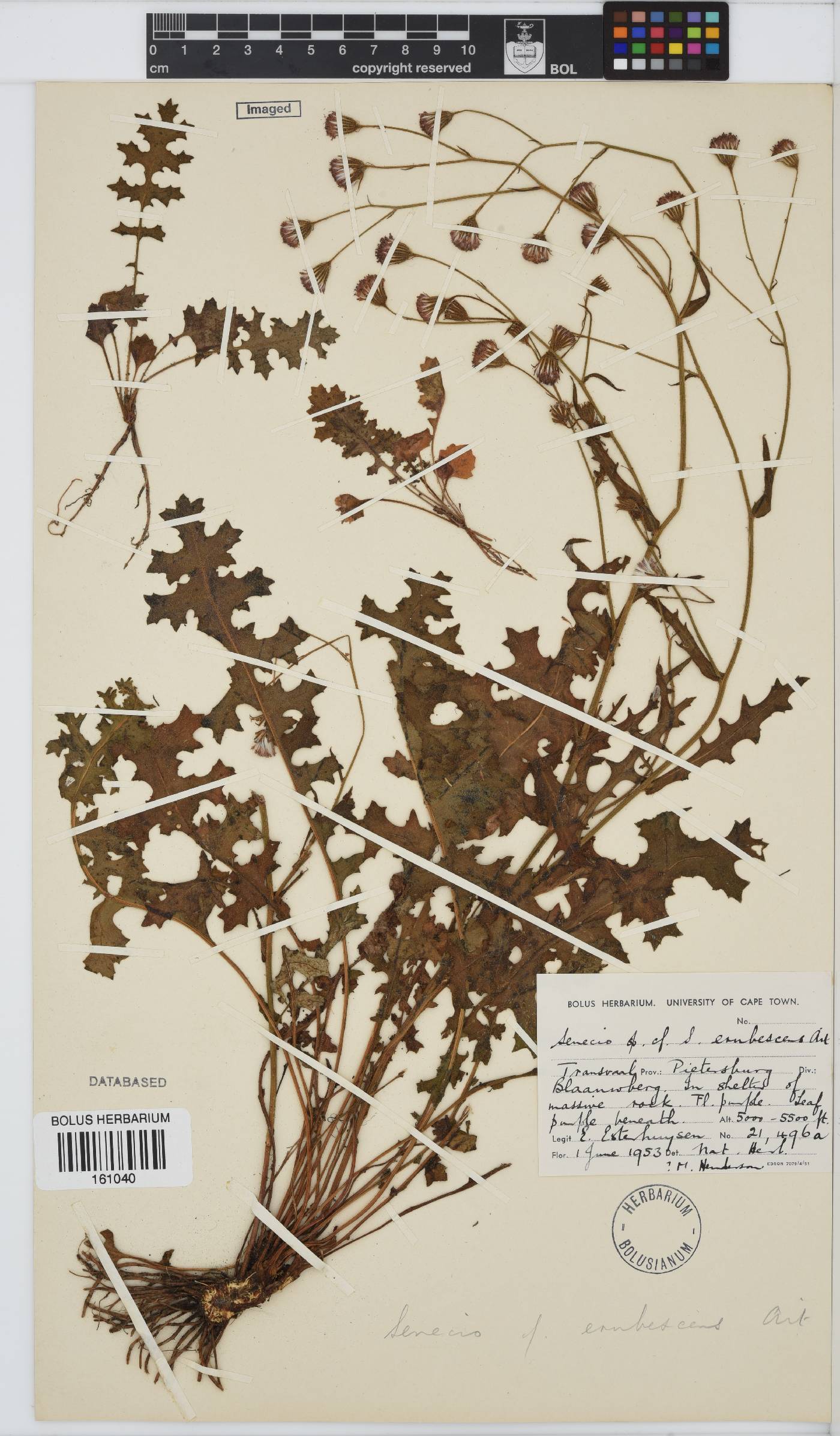 Senecio erubescens image