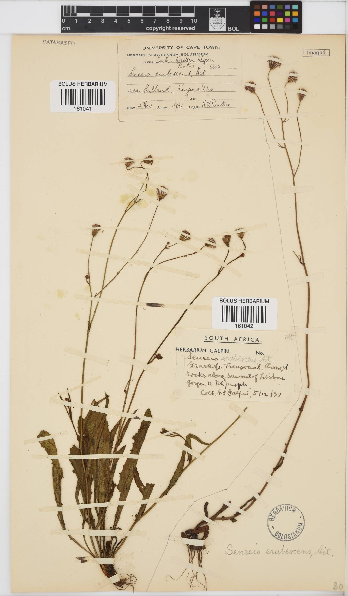 Senecio erubescens image