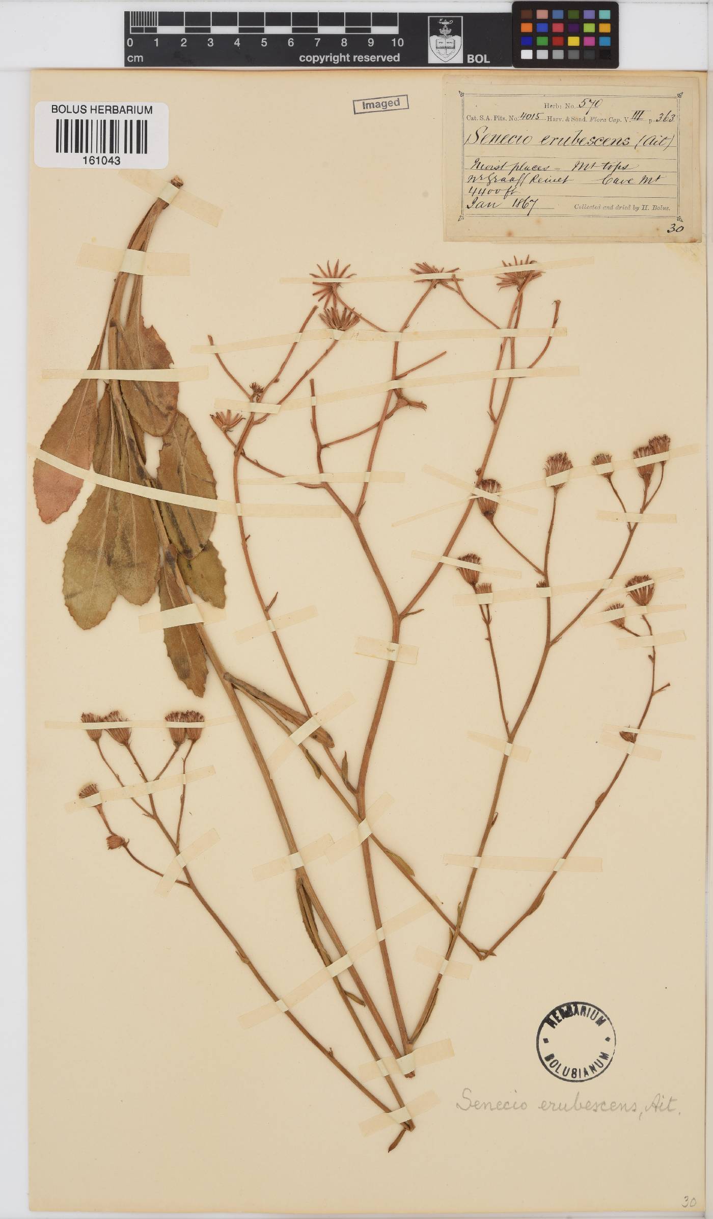 Senecio erubescens image