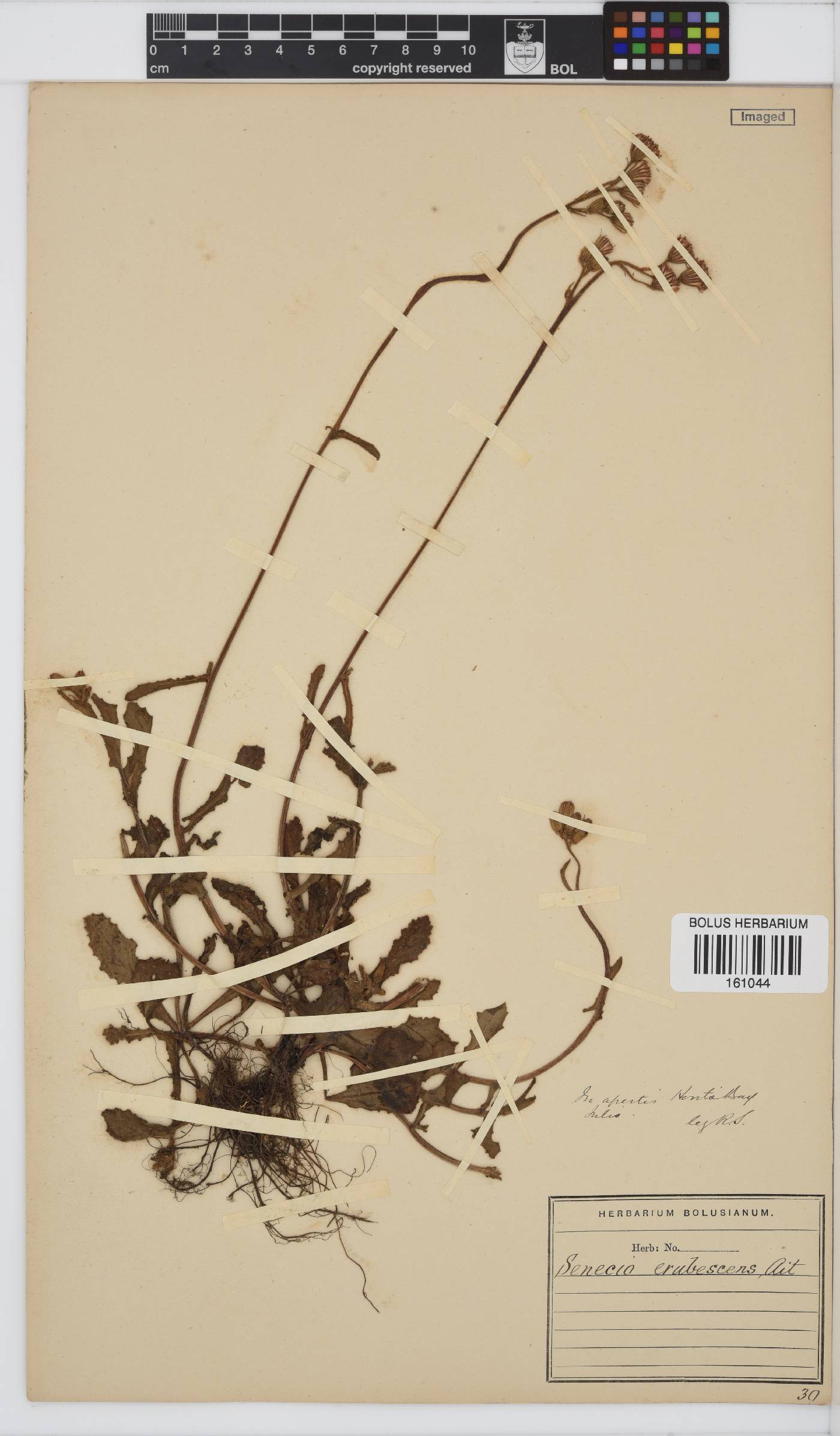 Senecio erubescens image