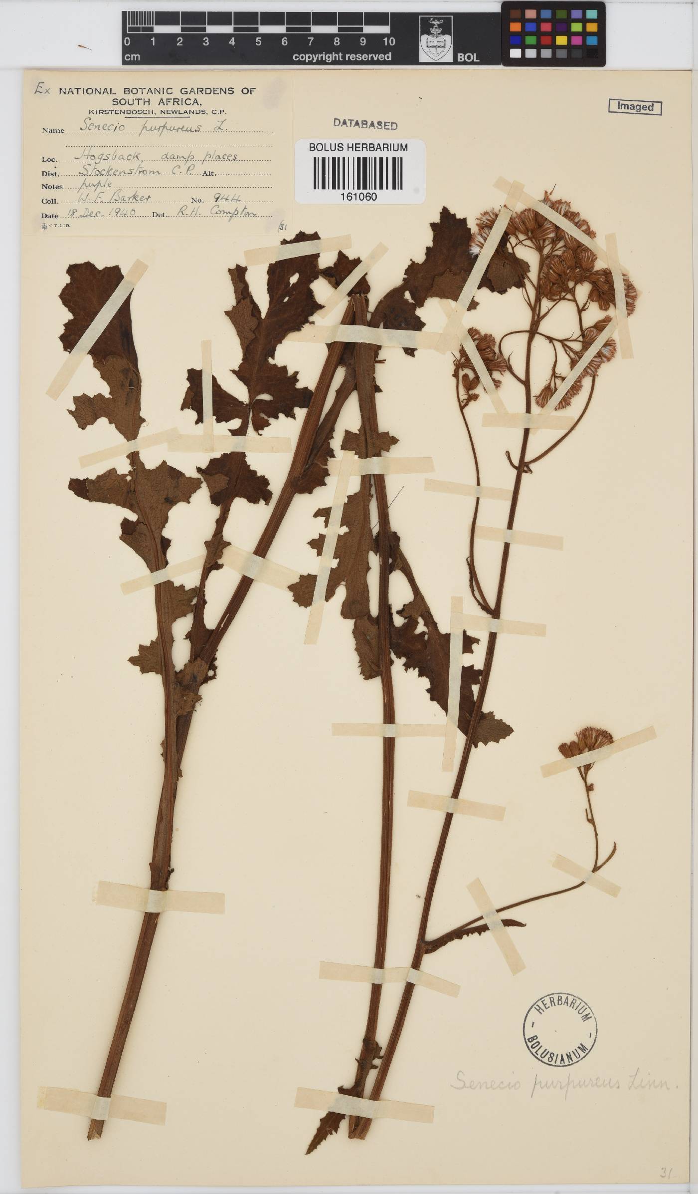 Senecio purpureus image