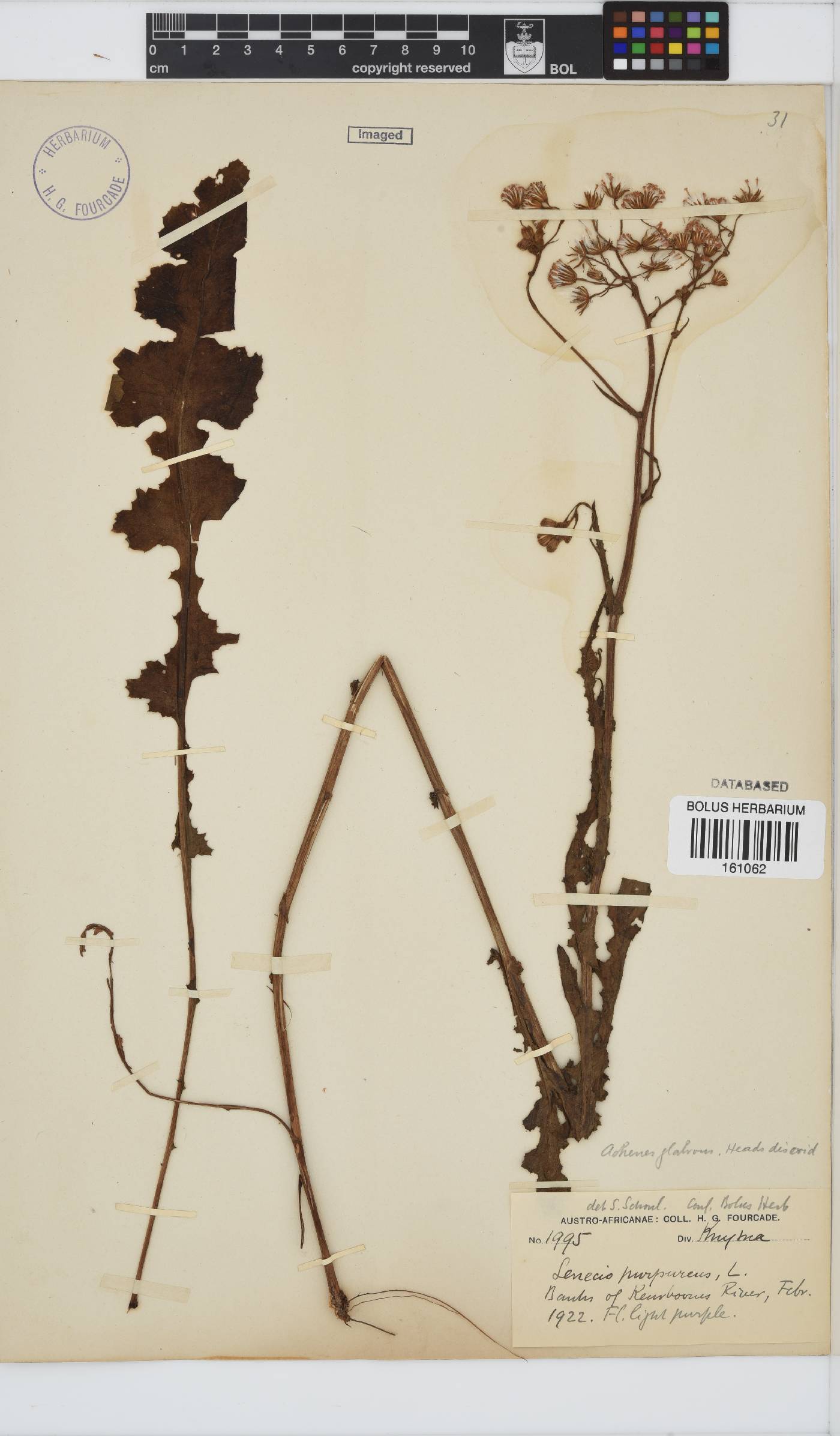 Senecio purpureus image