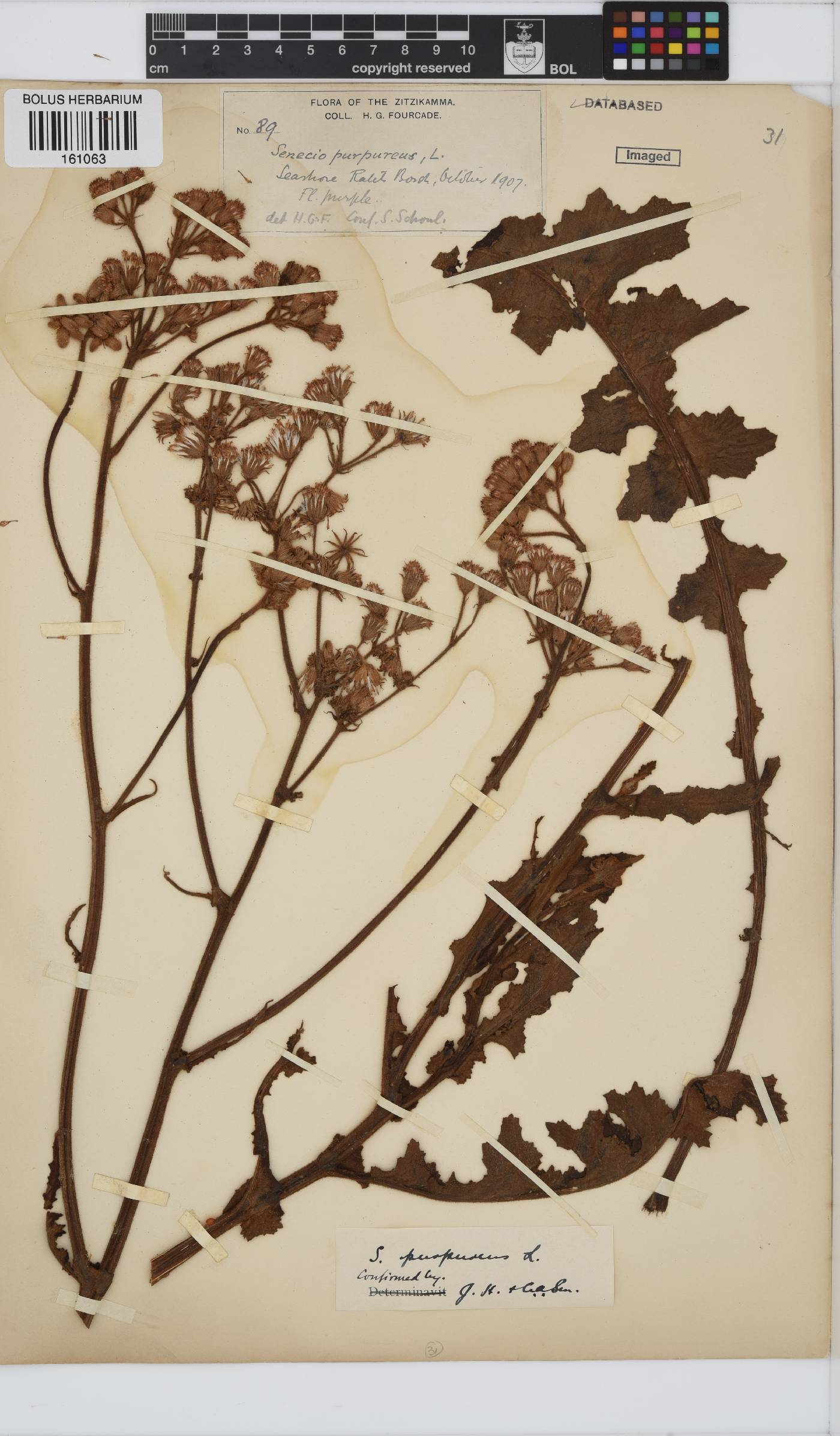 Senecio purpureus image