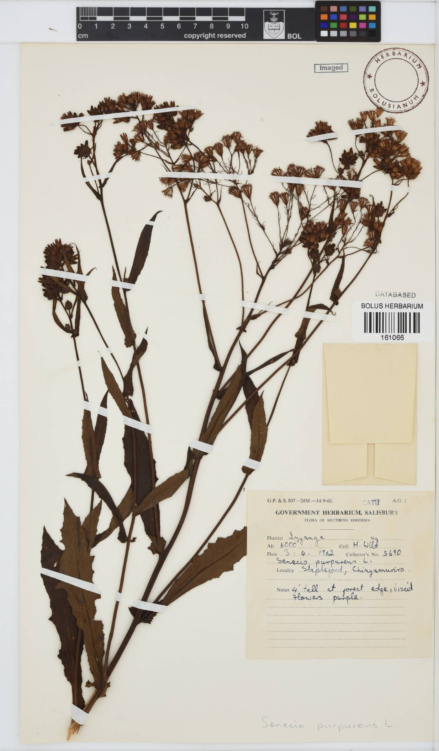 Senecio purpureus image