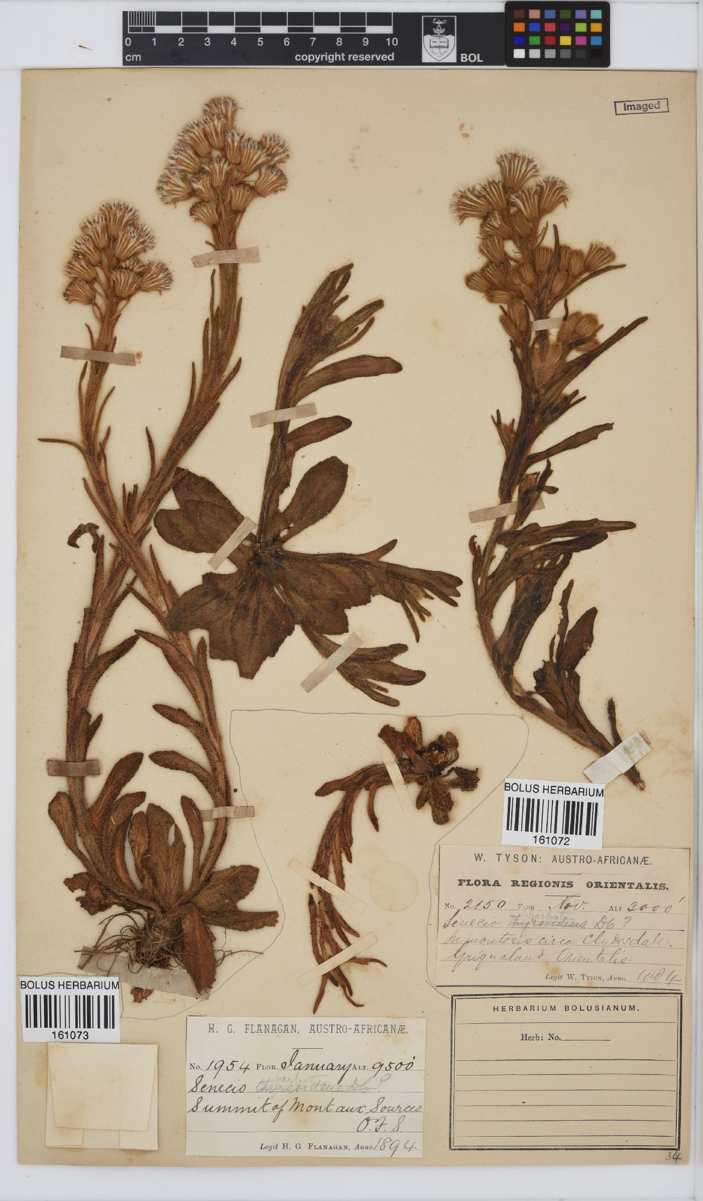 Senecio barbatus image