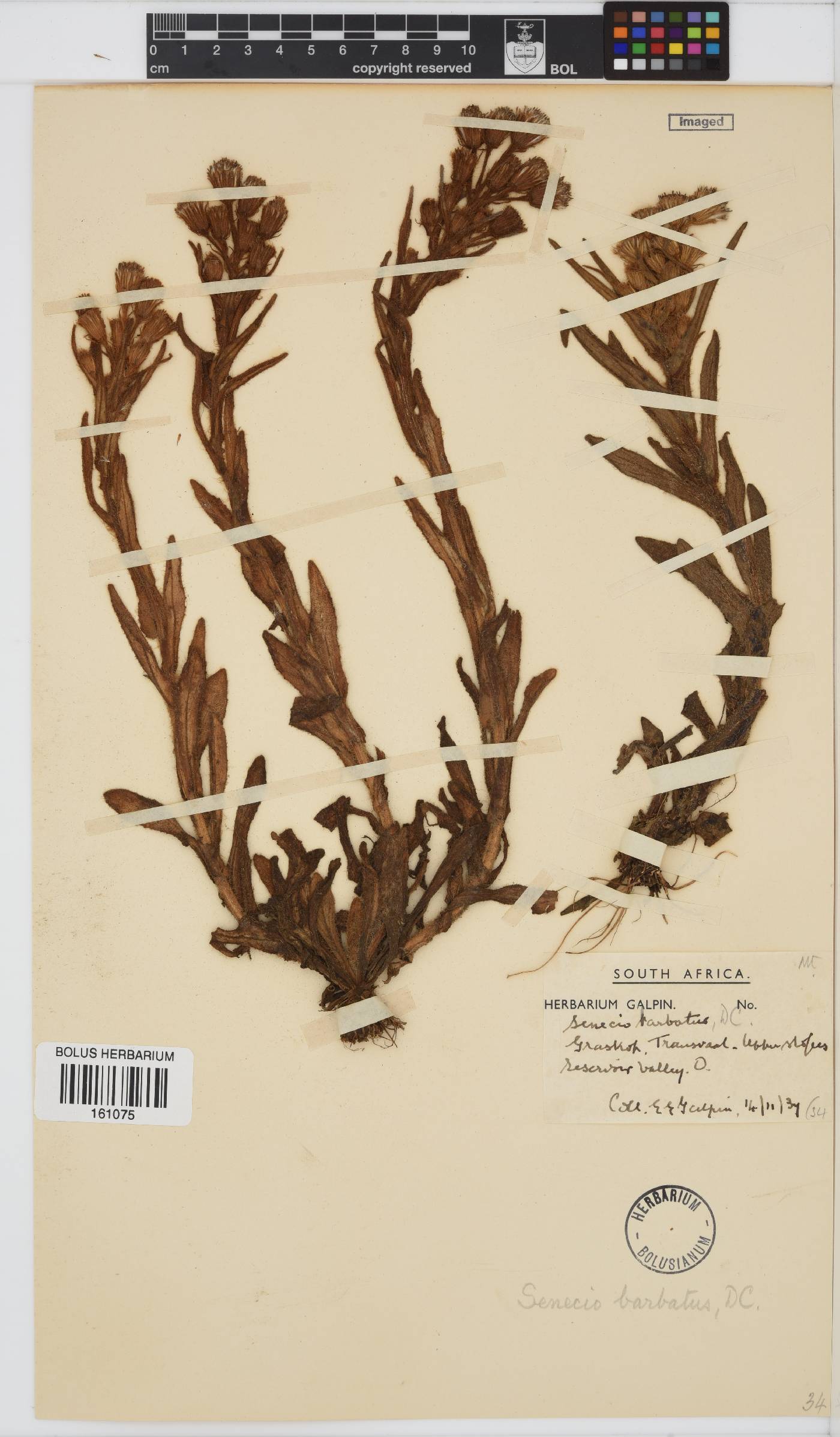 Senecio barbatus image