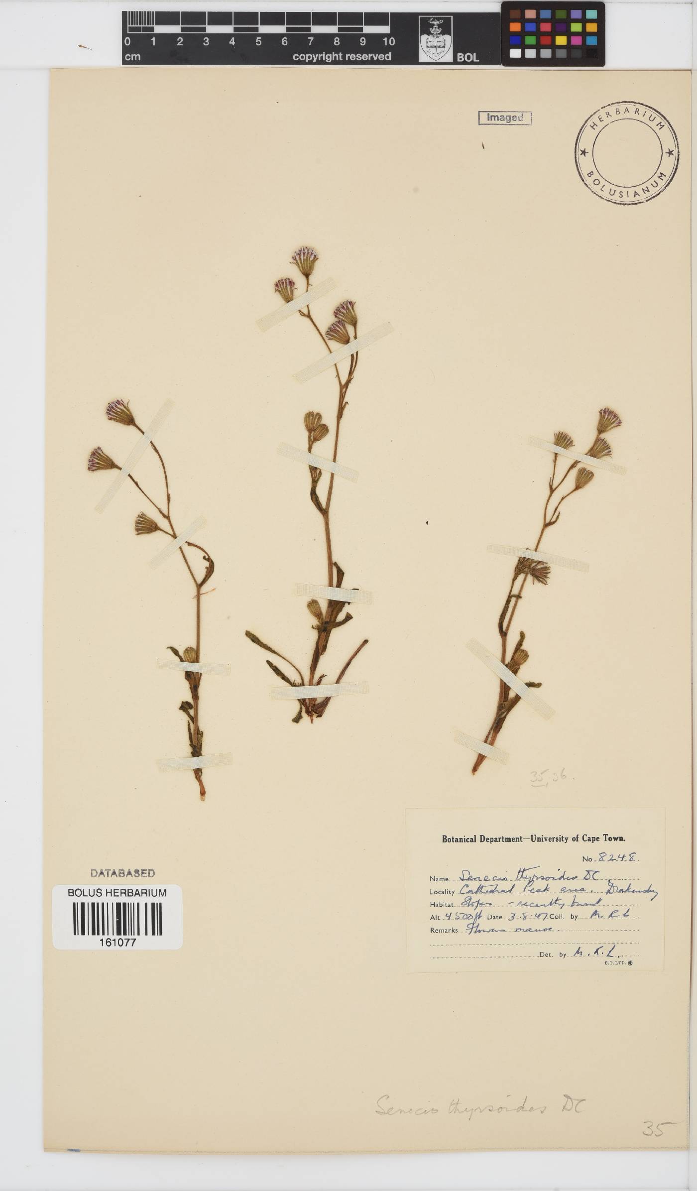 Senecio barbatus image