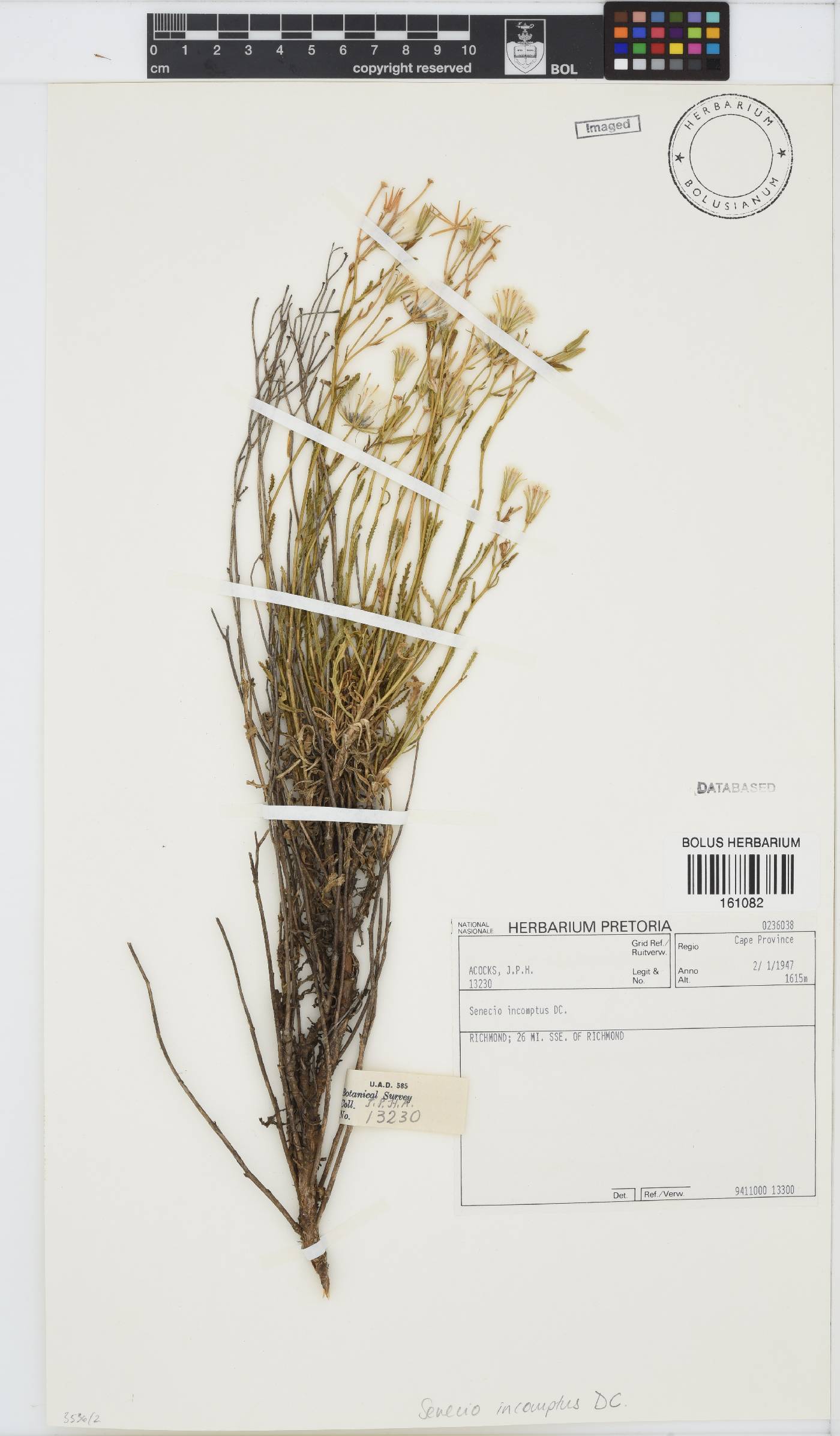 Senecio incomptus image