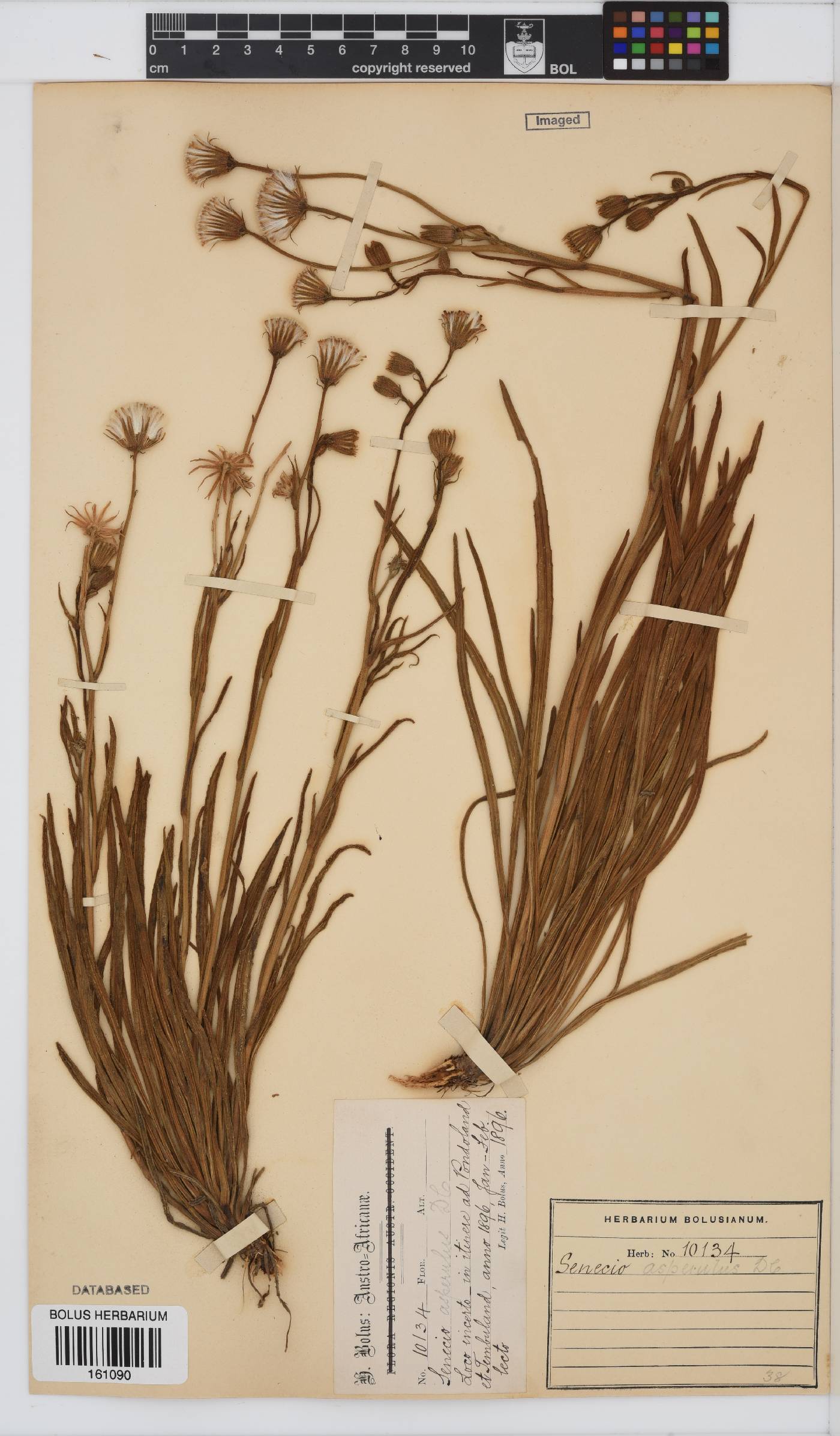 Senecio asperulus image