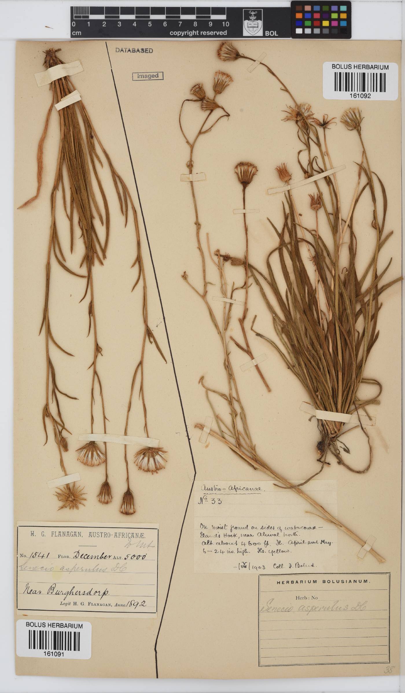 Senecio asperulus image