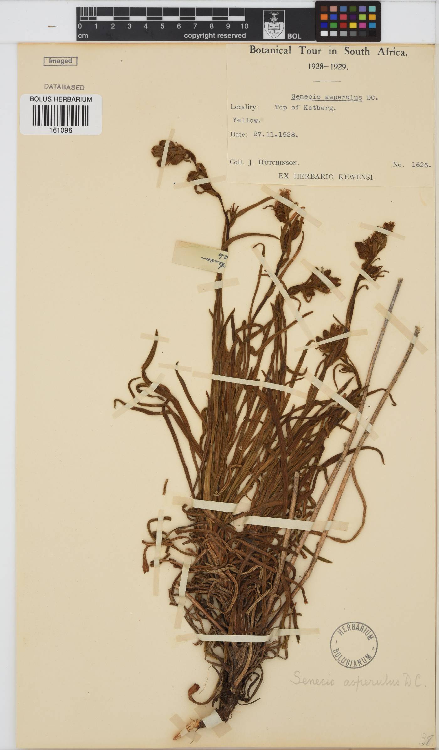 Senecio asperulus image