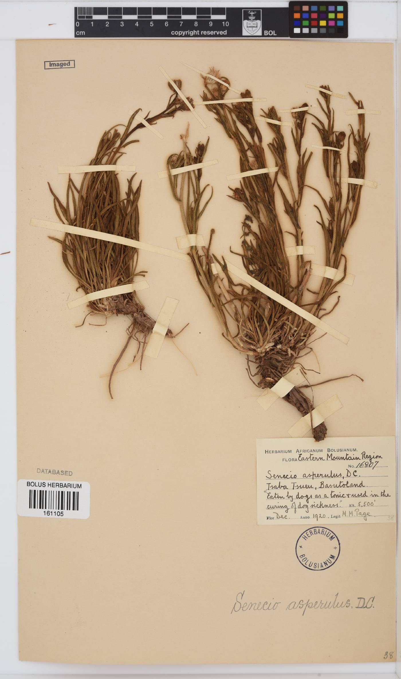 Senecio asperulus image
