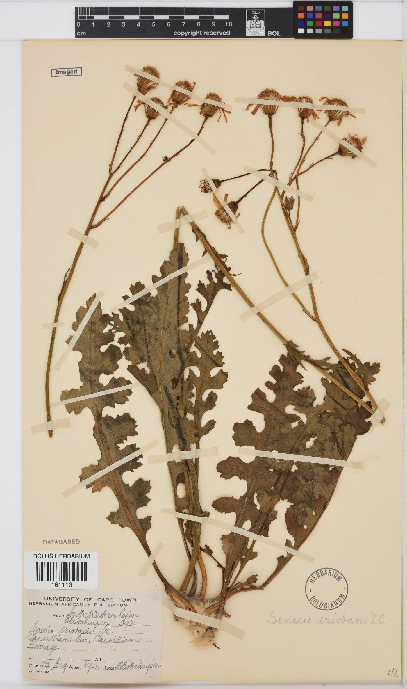 Senecio erosus image