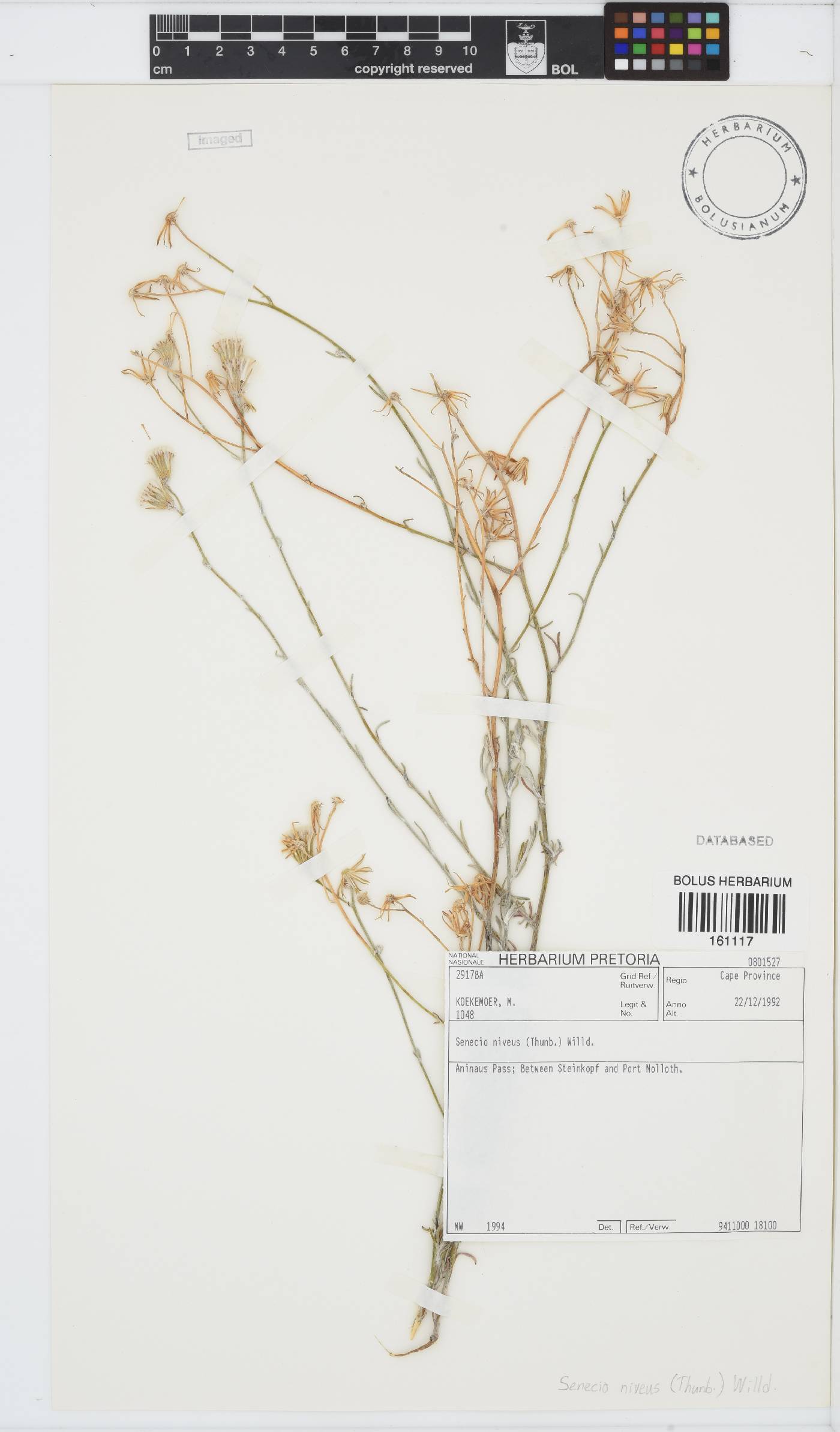 Senecio niveus image
