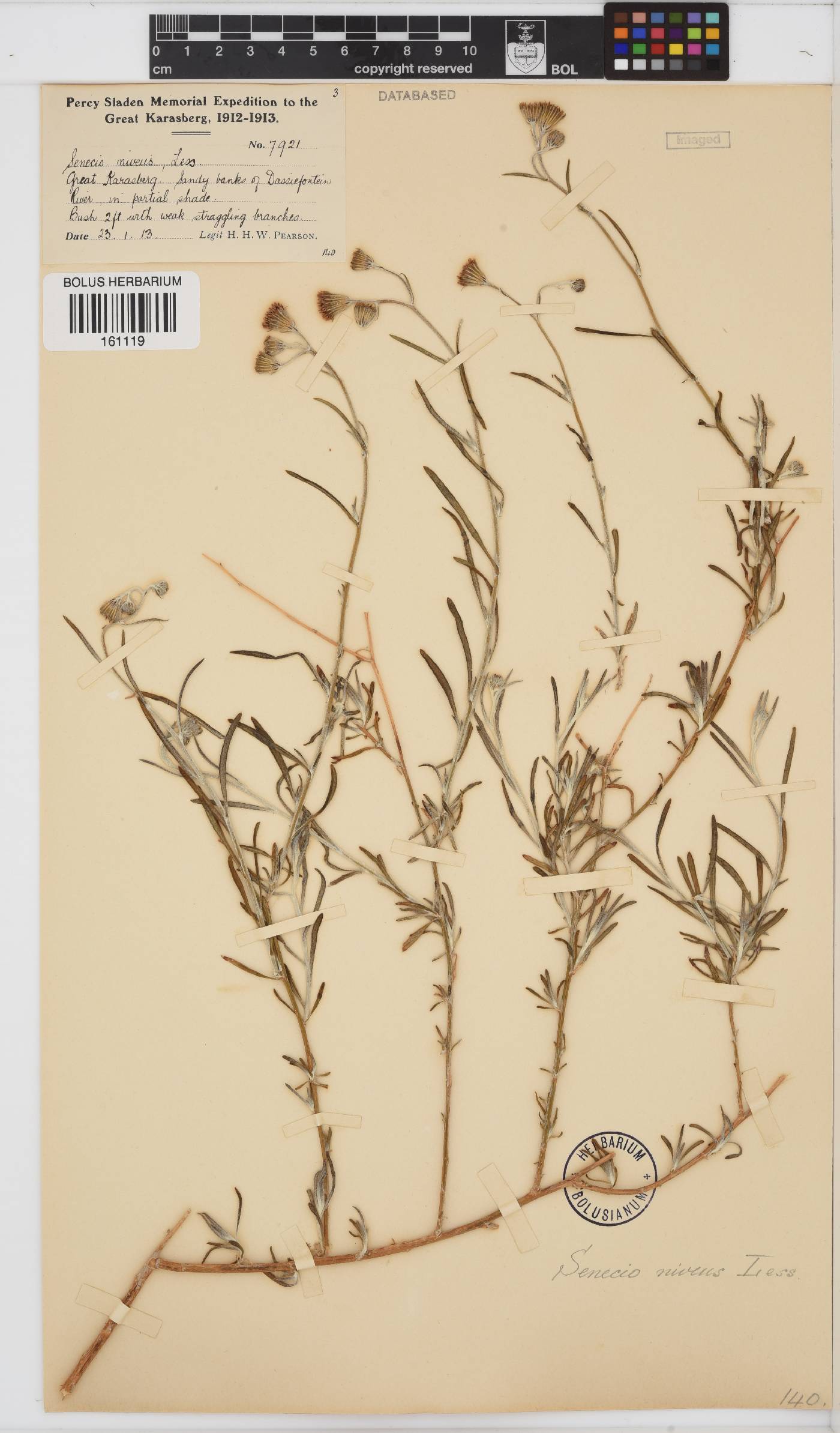 Senecio niveus image
