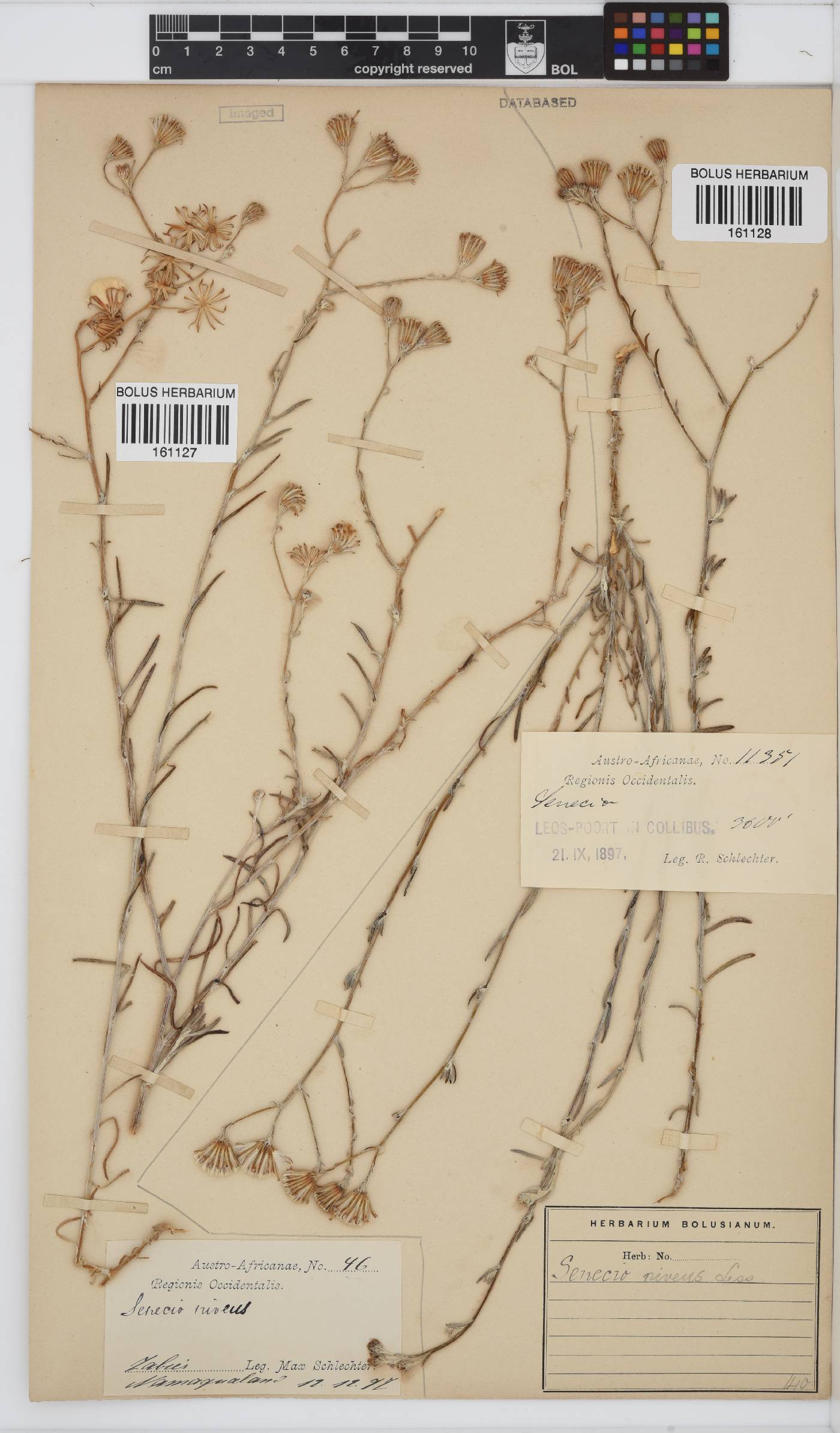 Senecio niveus image