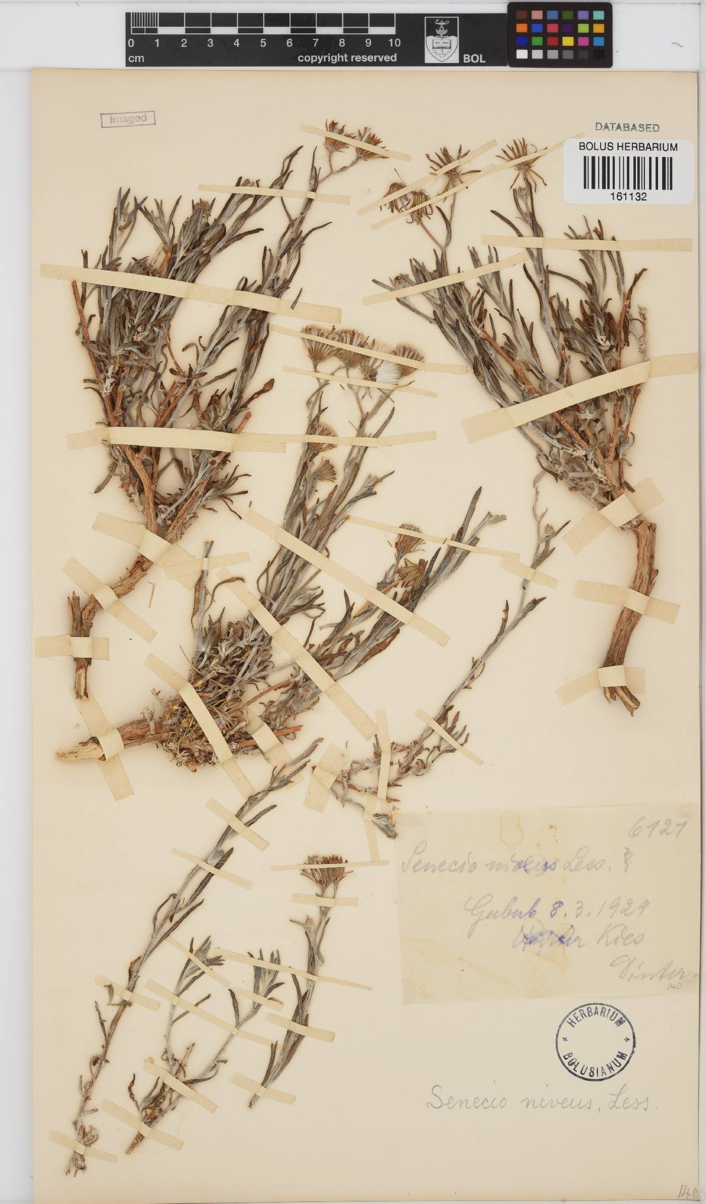 Senecio niveus image