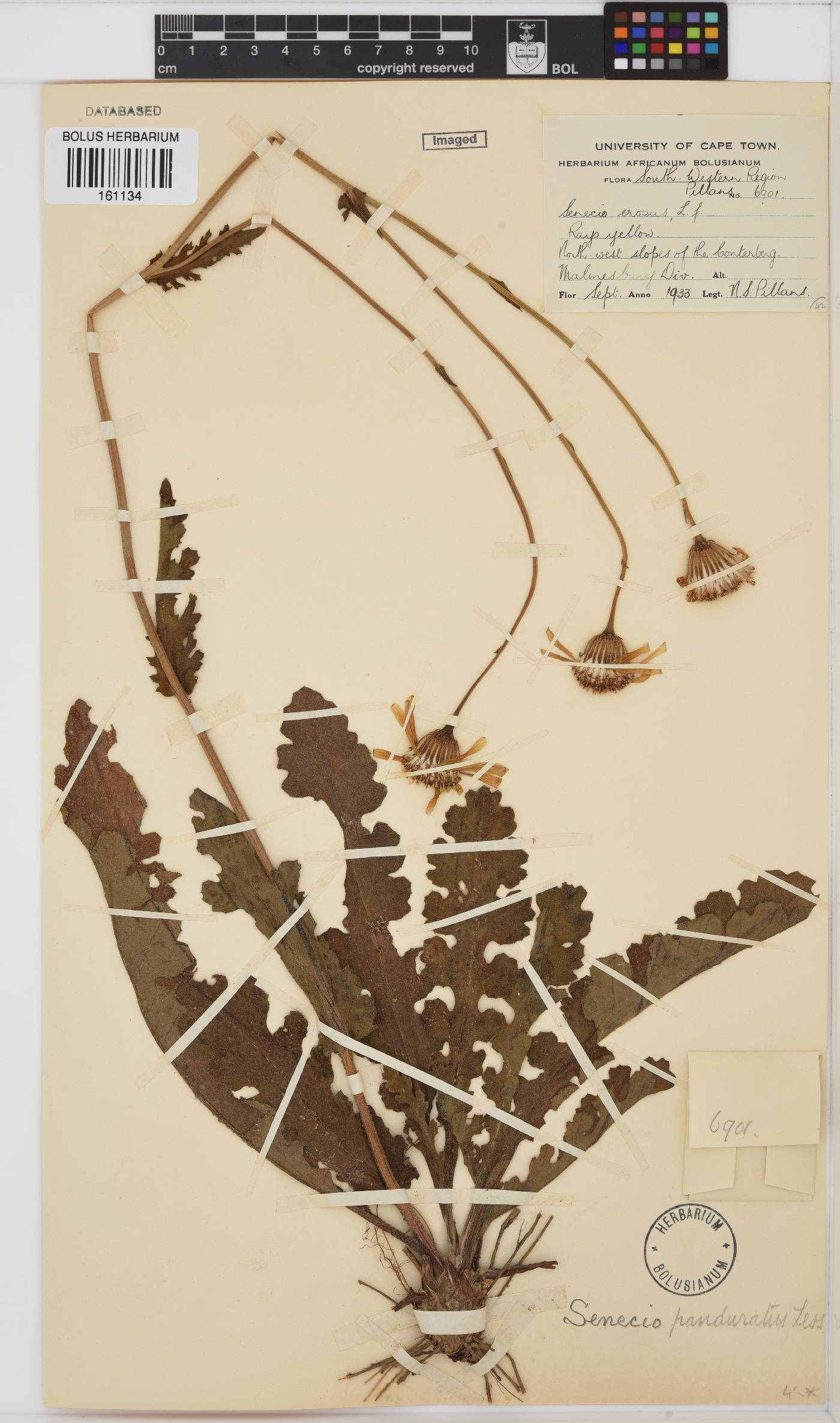 Senecio erosus image
