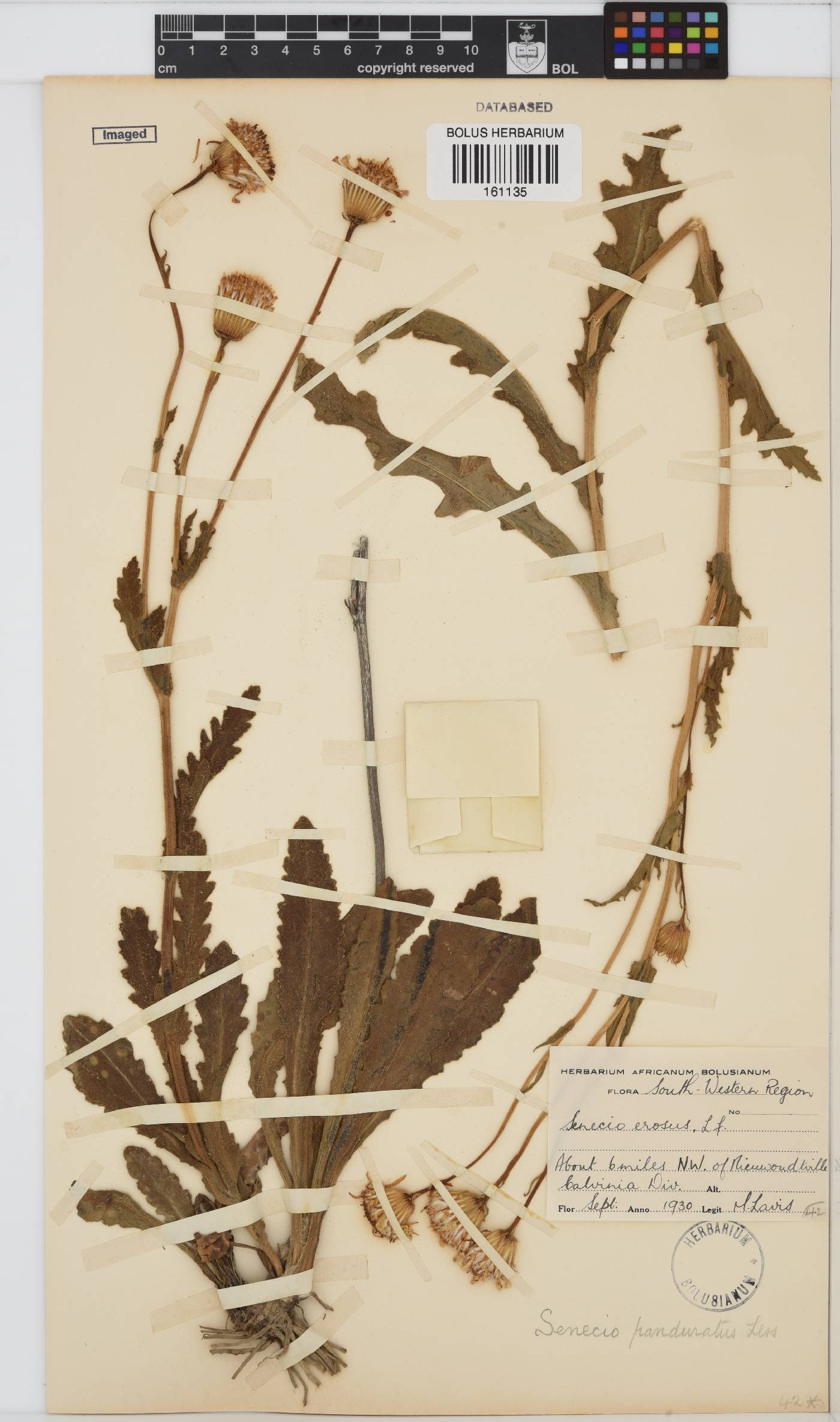 Senecio erosus image