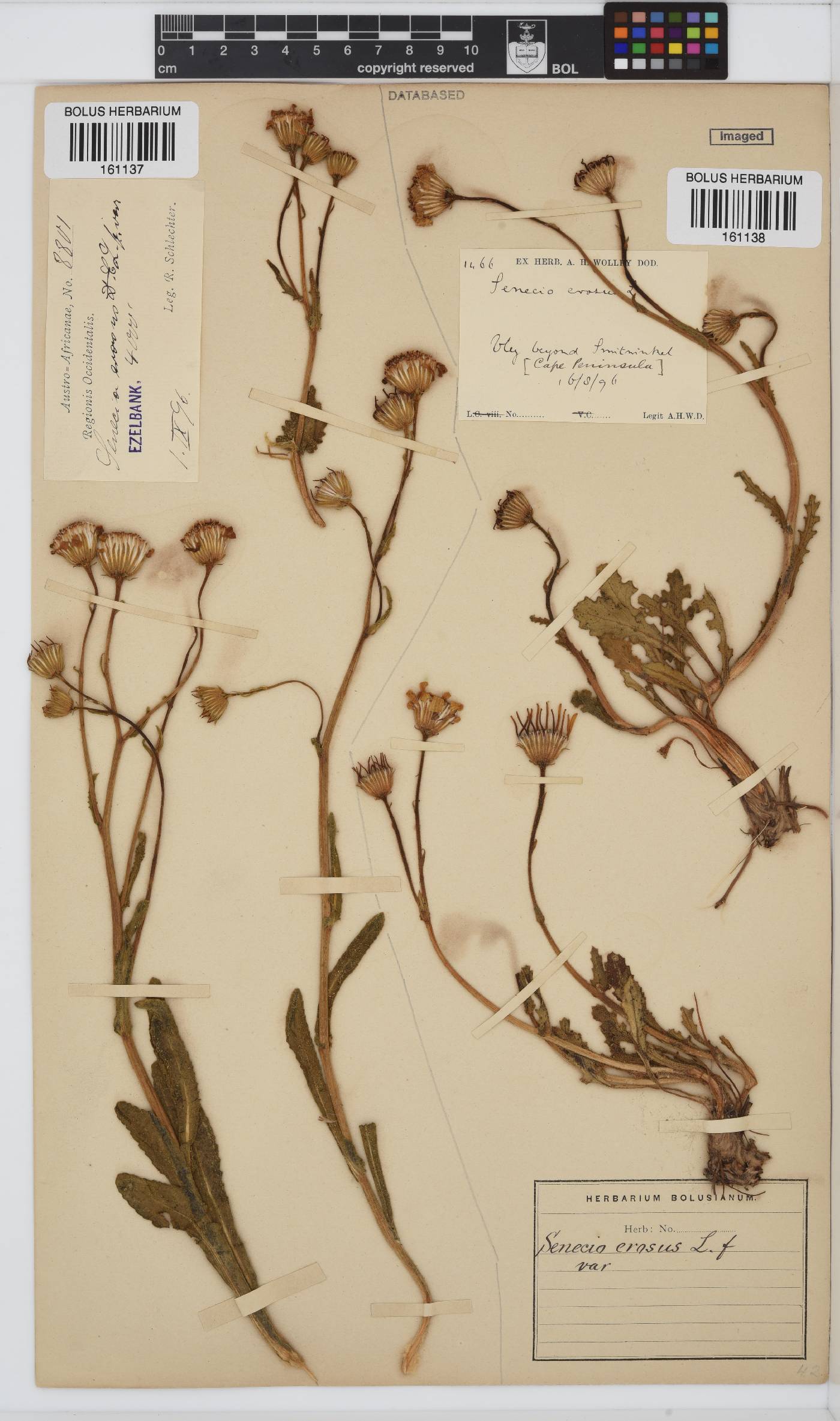 Senecio erosus image