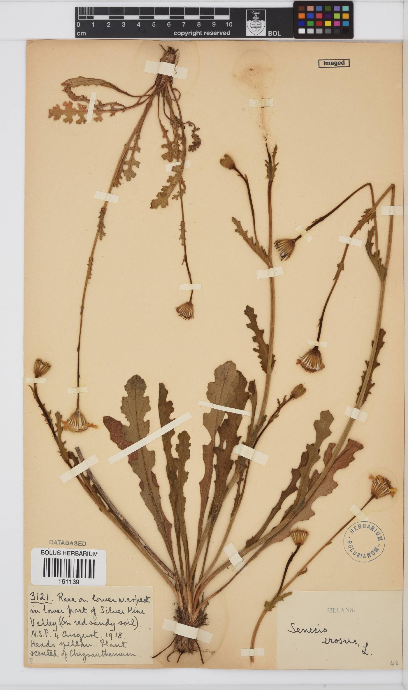 Senecio erosus image
