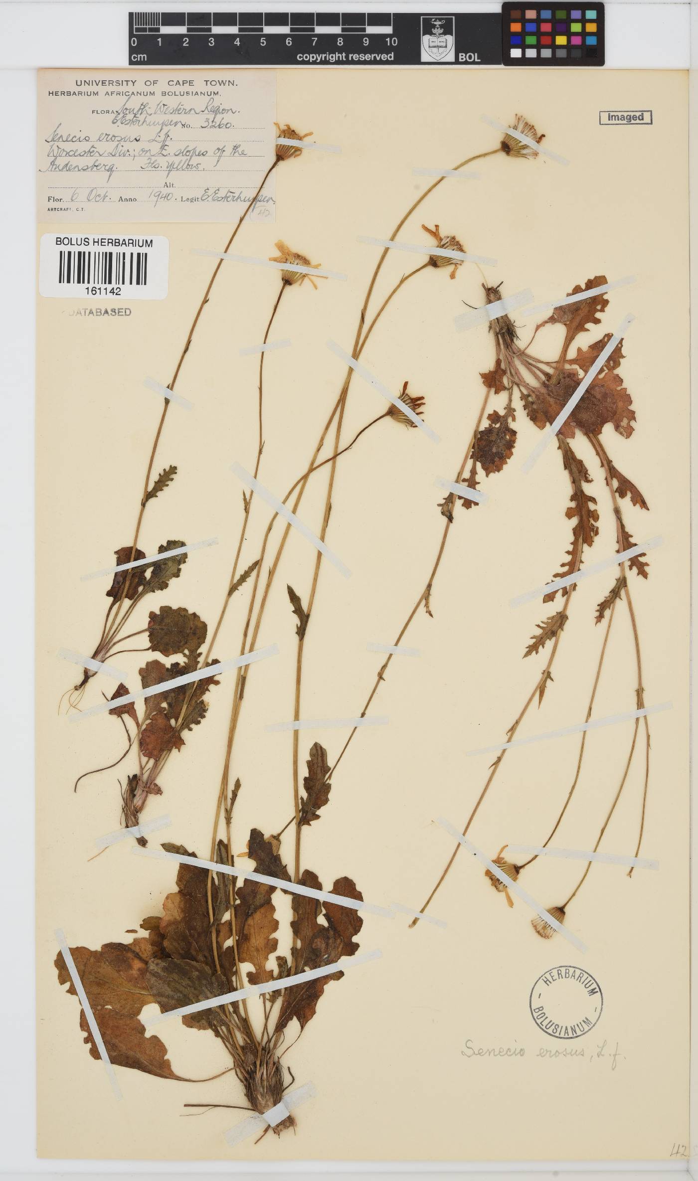Senecio erosus image