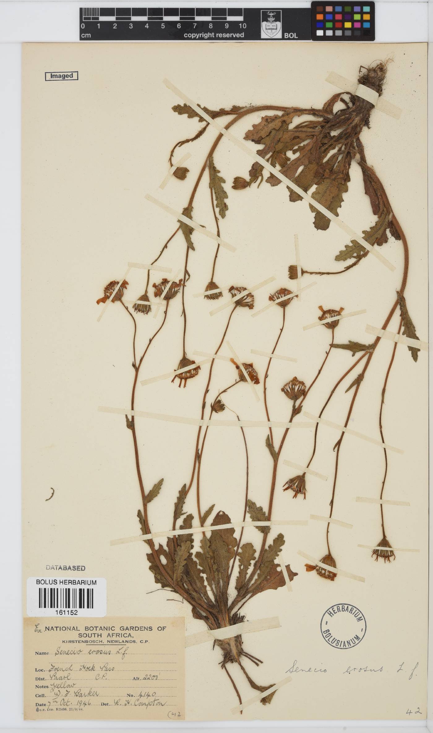 Senecio erosus image