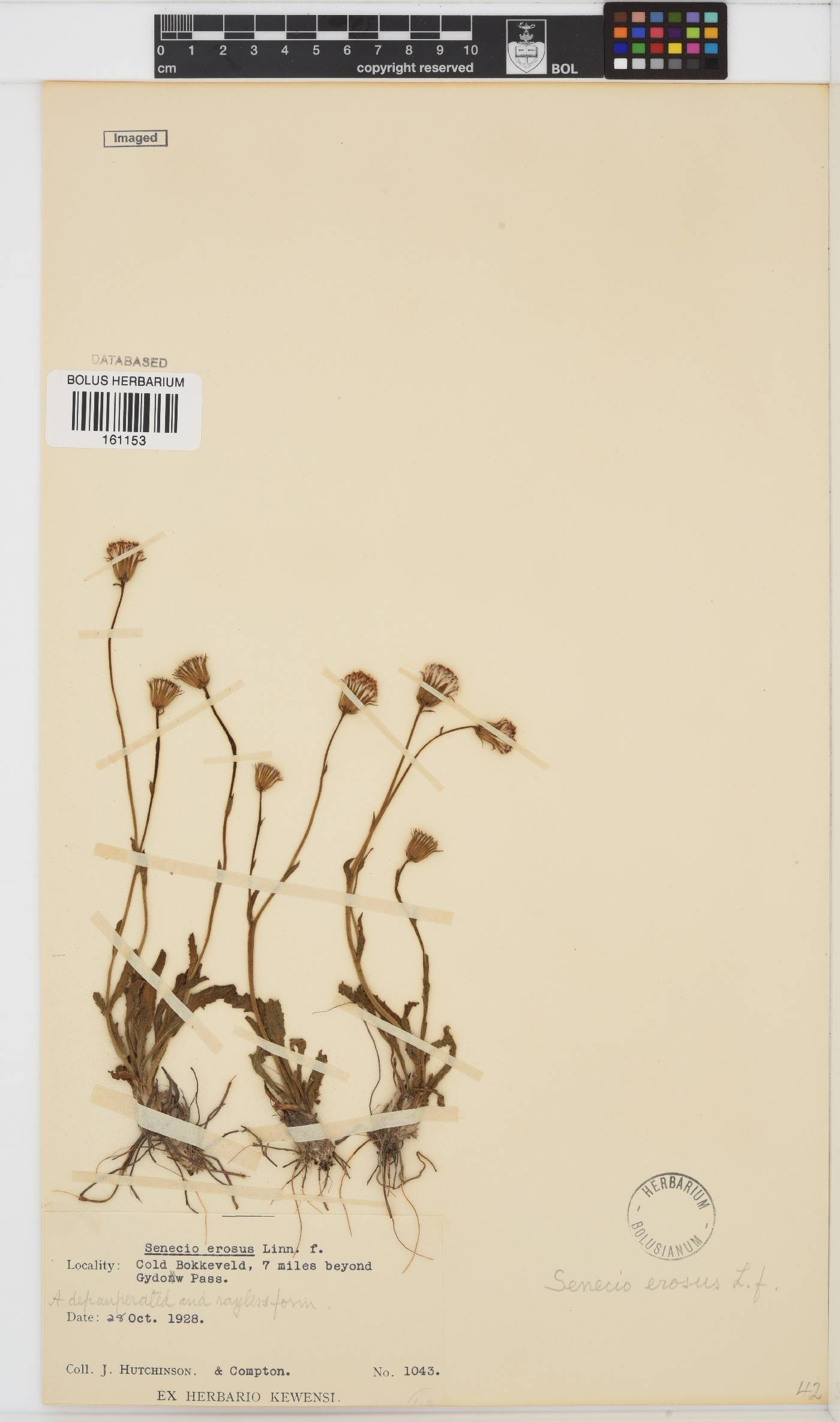Senecio erosus image