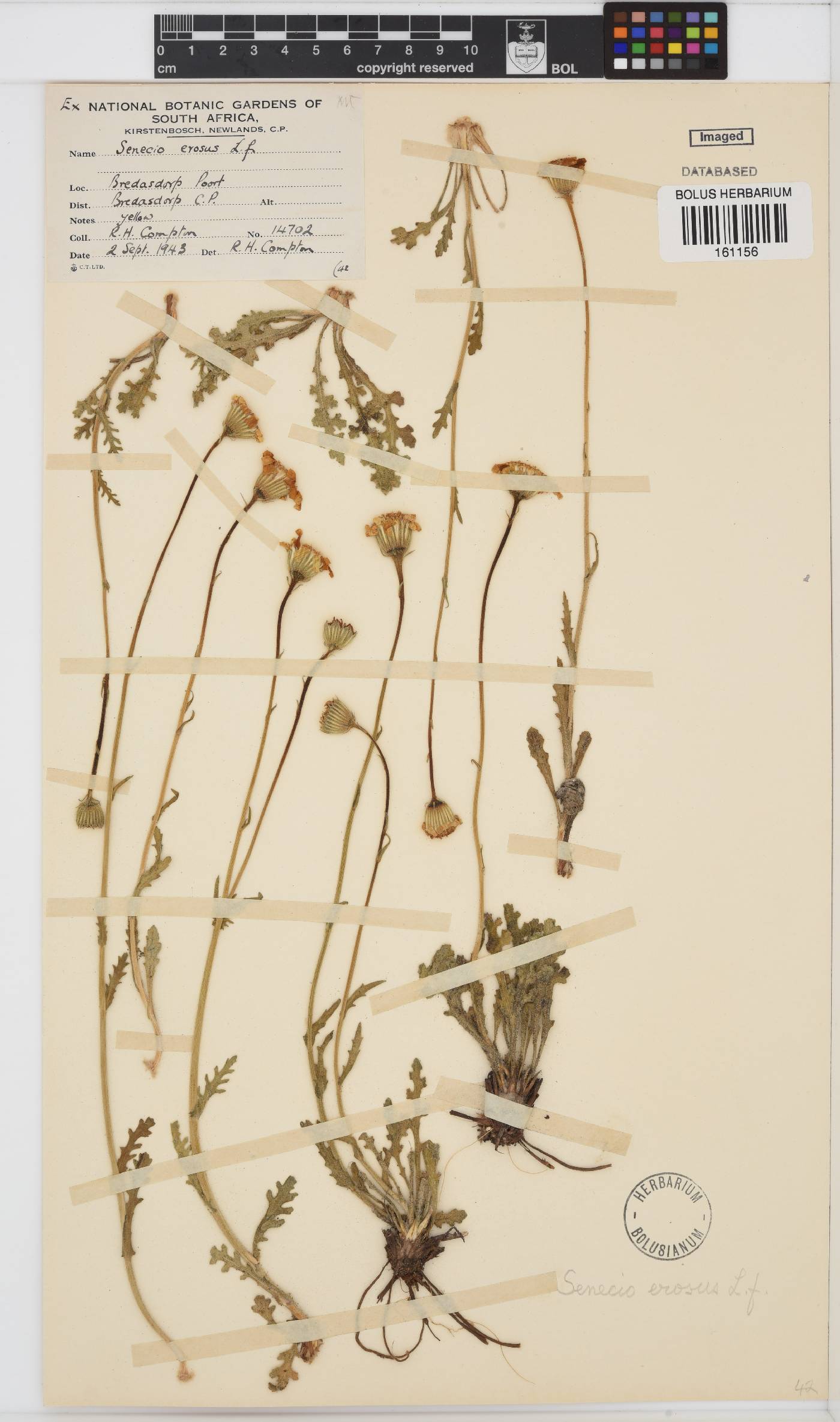 Senecio erosus image
