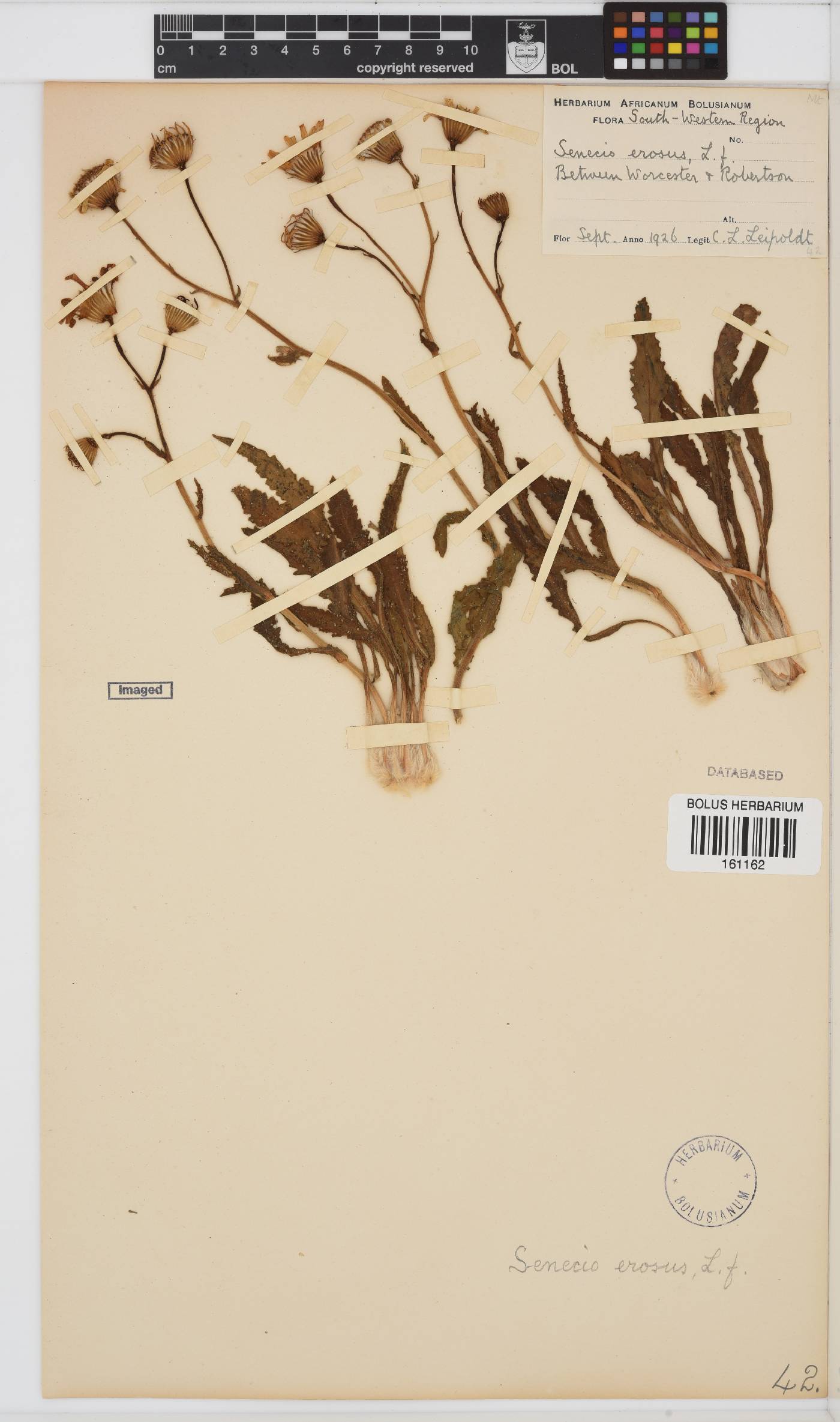 Senecio erosus image