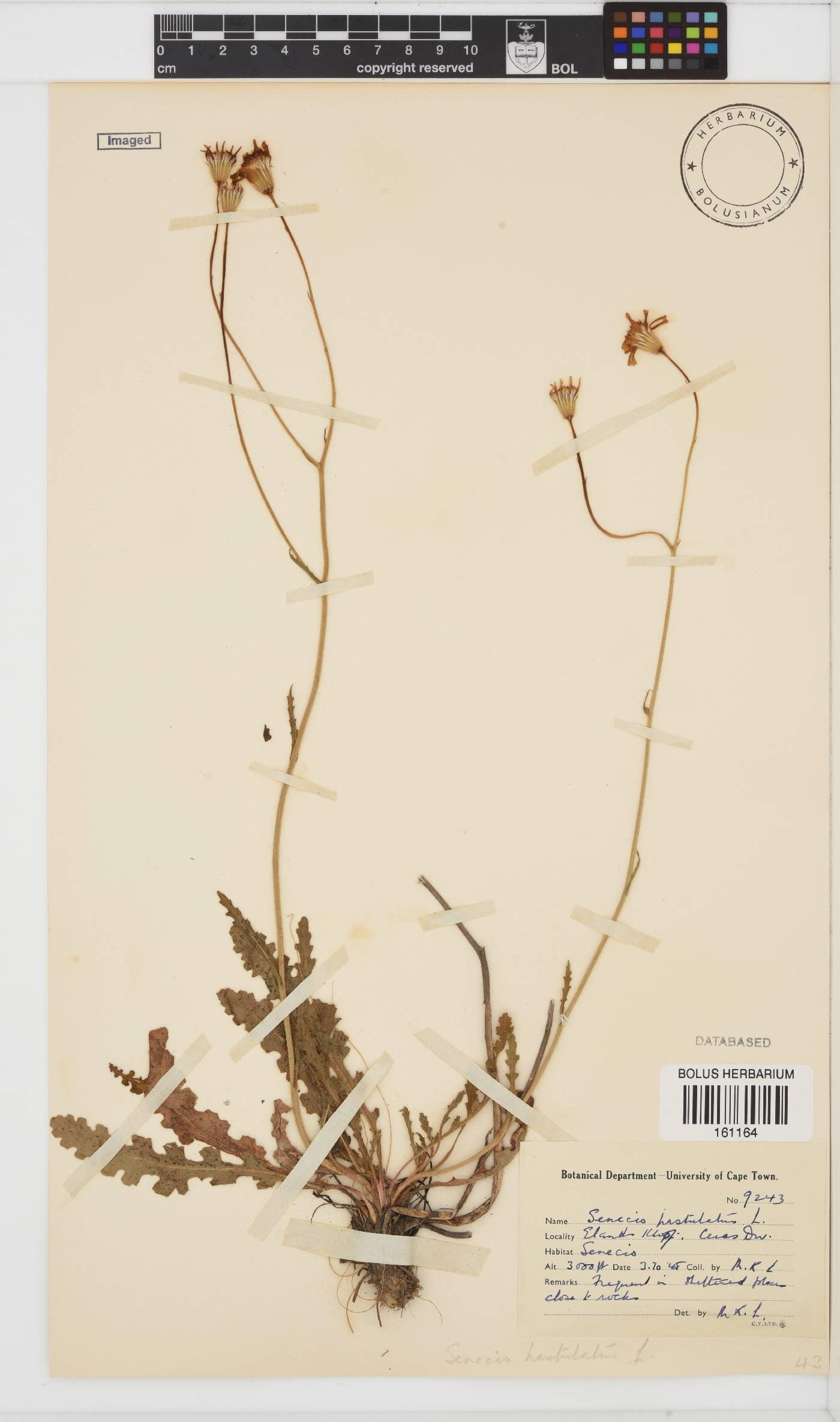 Senecio erosus image